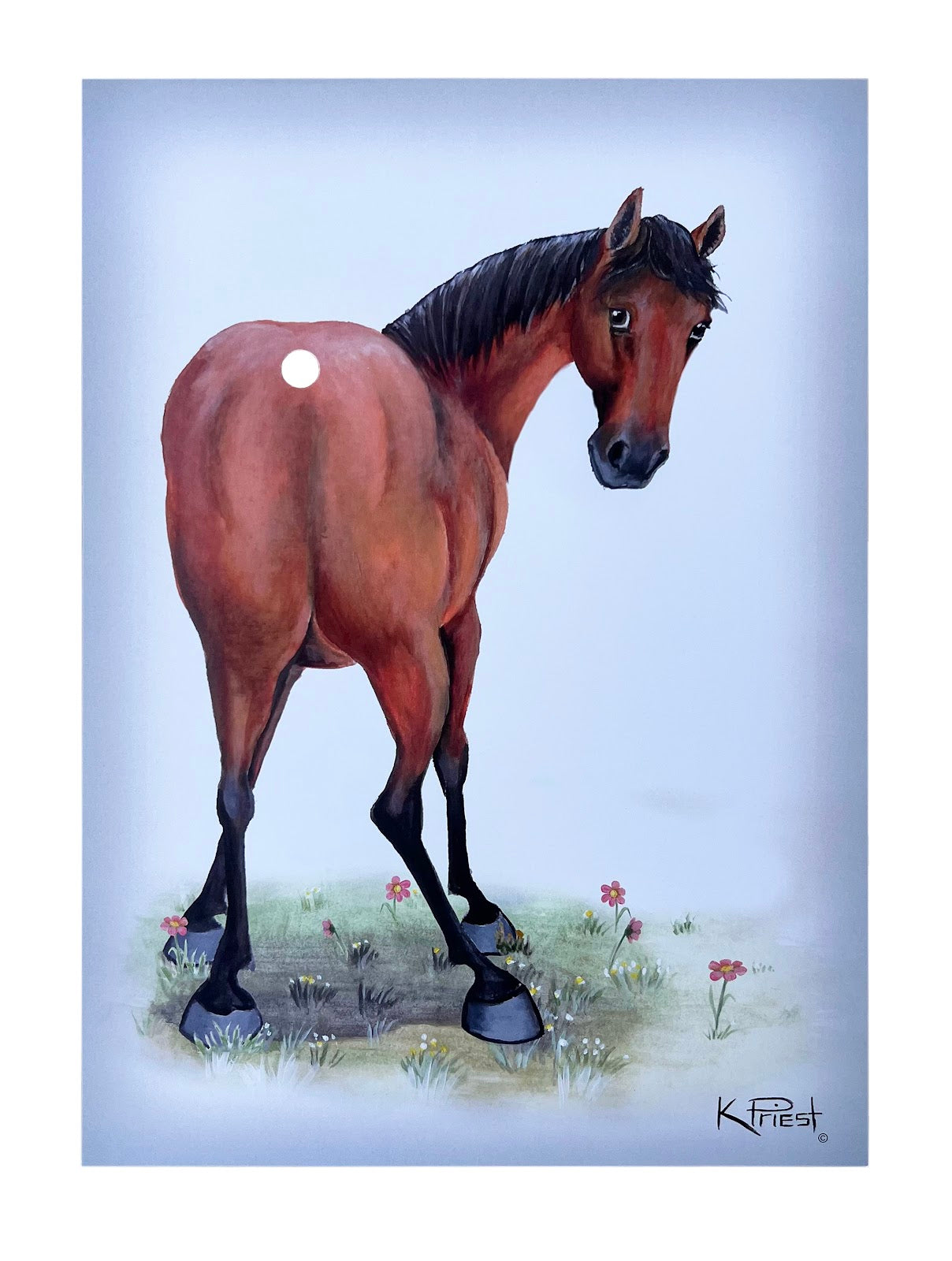 Pony Tail Pictures(Grey Horse)