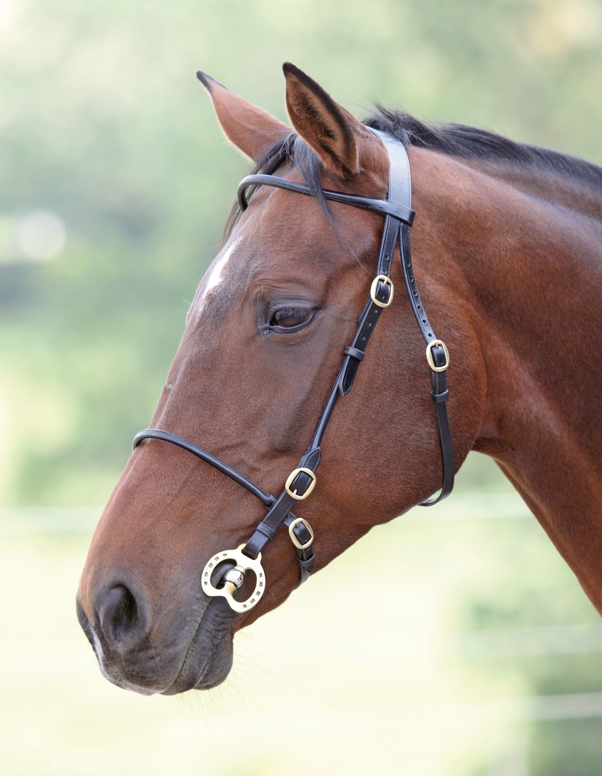 Shires Blenheim Inhand Bridle%