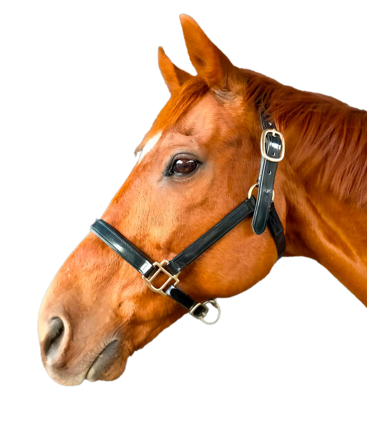 Stride Halter