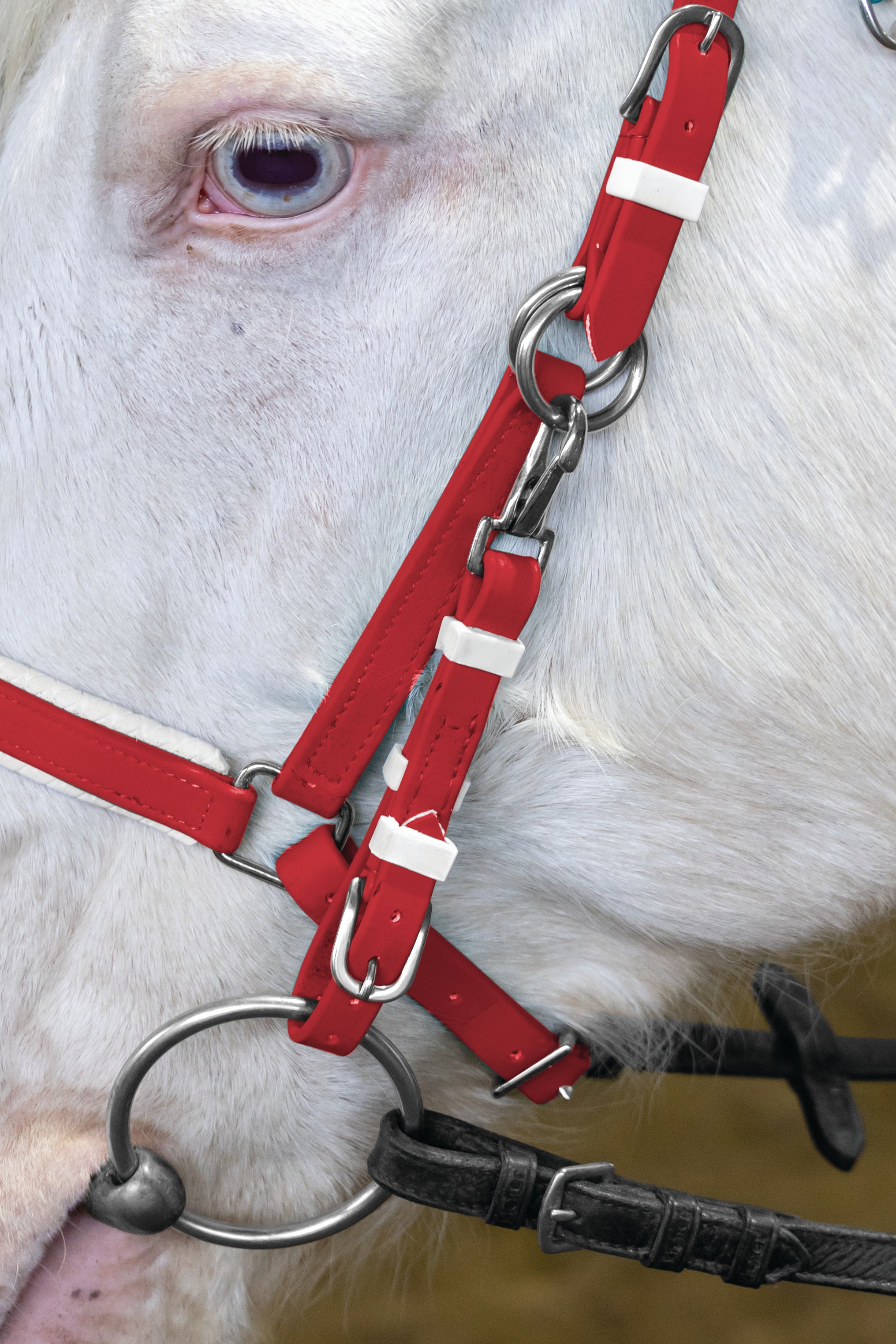 Stride Deluxe Endurance Breastplate Navy/White / All