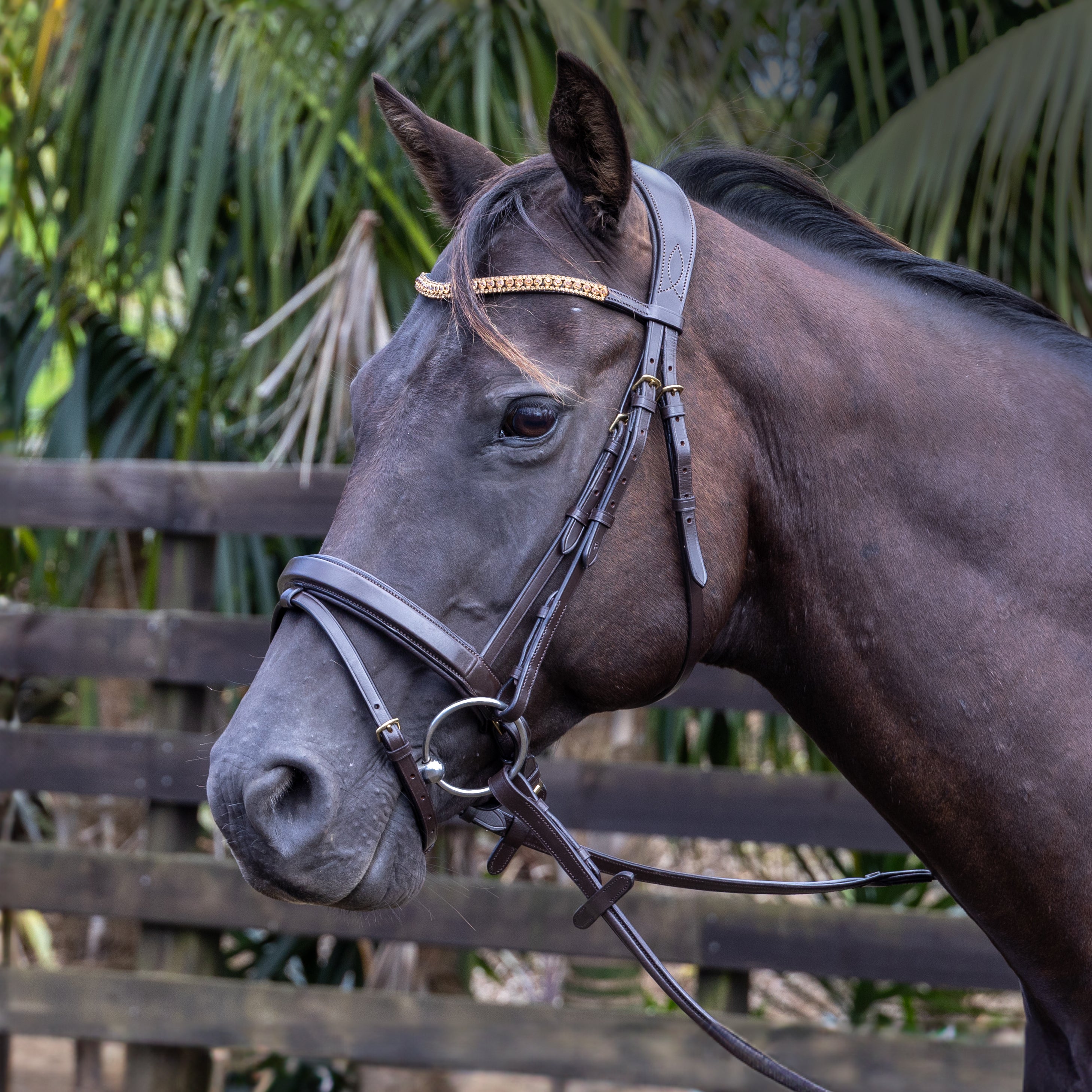 DP Artern Golden Chain Bridle Black / Cob