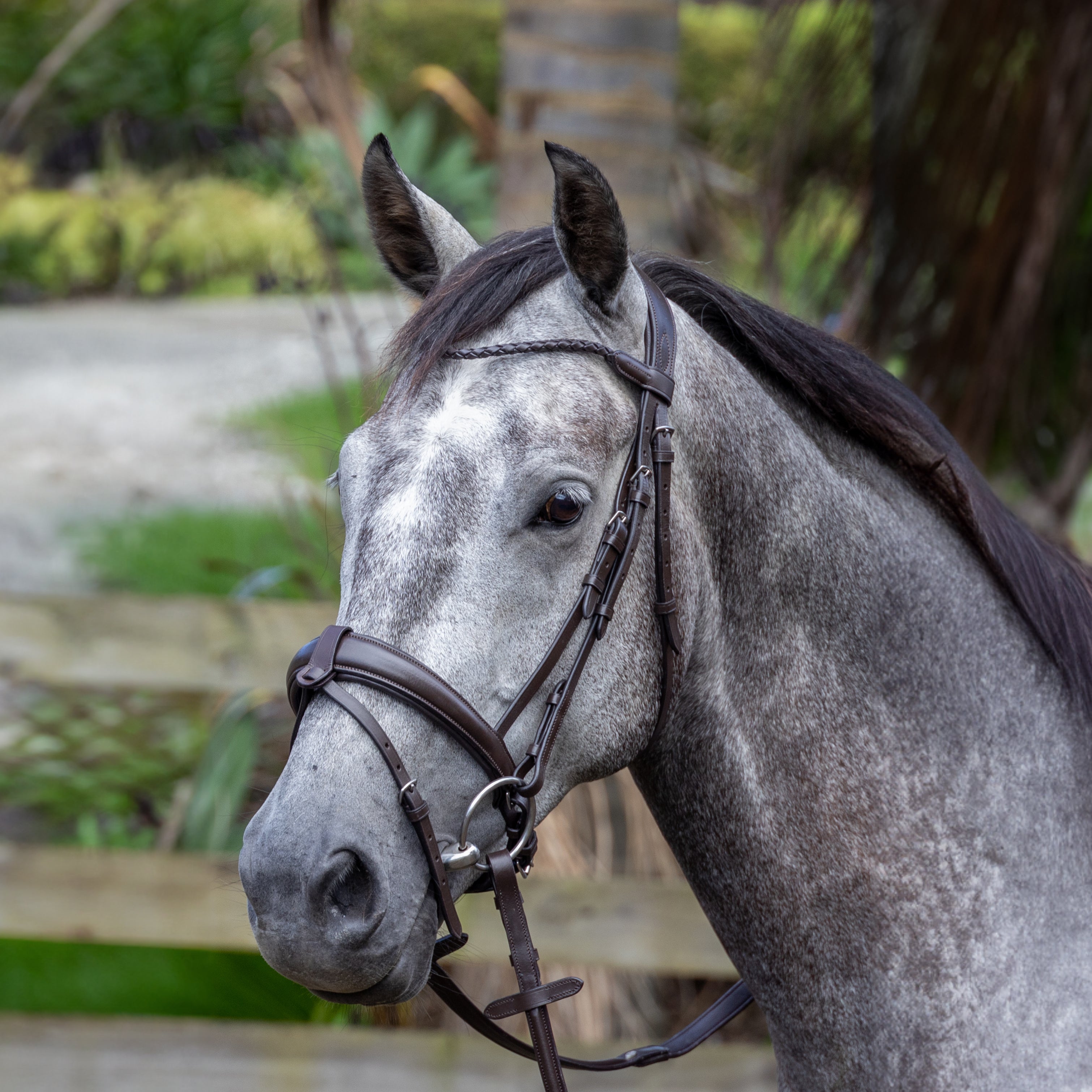 DP Bonn Braided Bridle Black / Cob