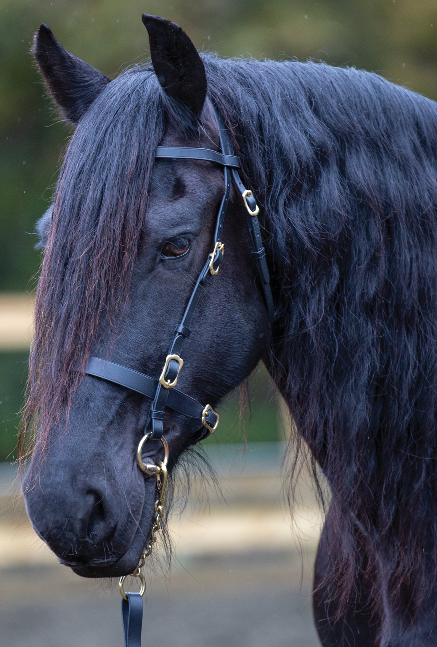Enzo Inhand Bridle Flat Black / Full