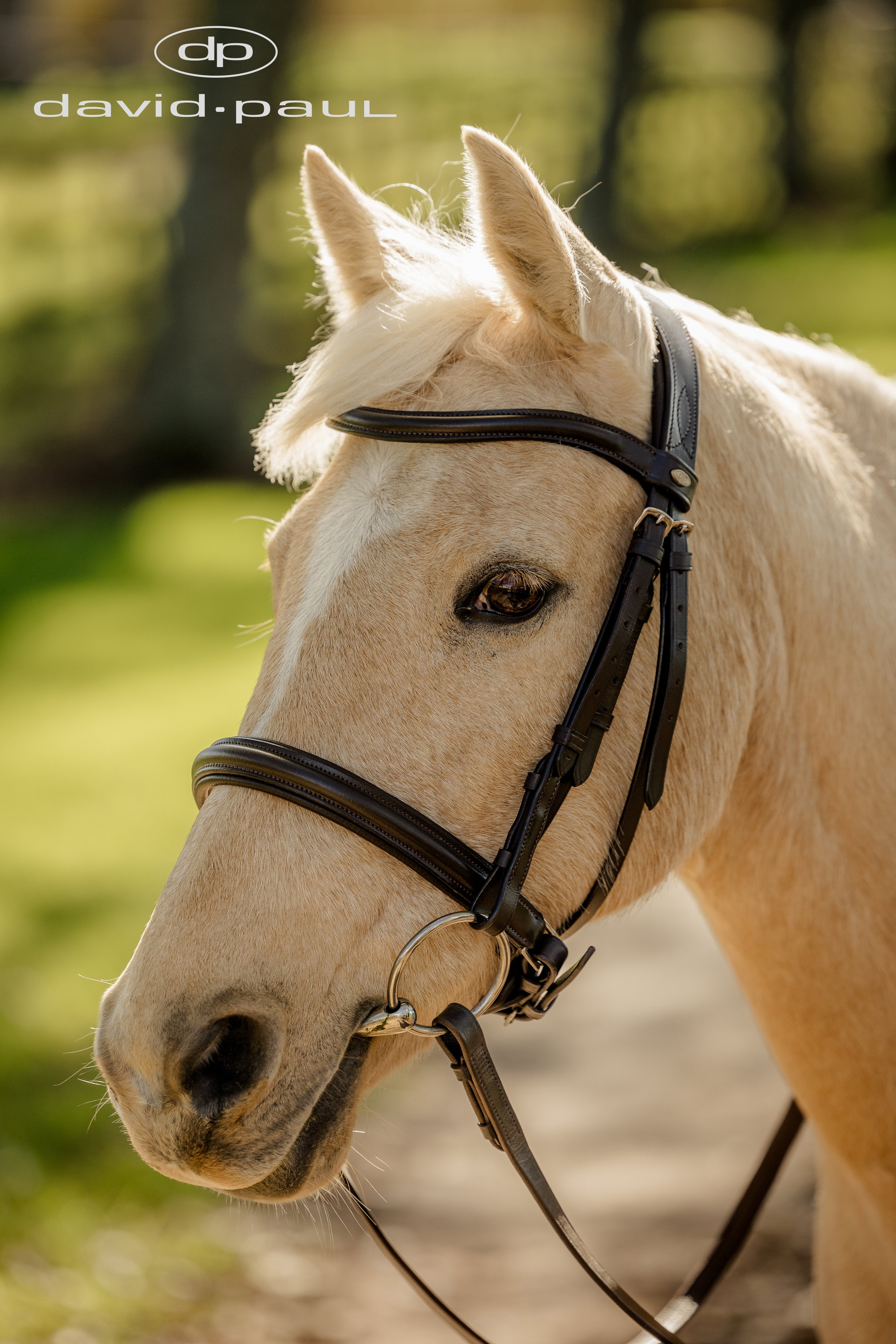 David Paul Arion Bridle Black / Cob