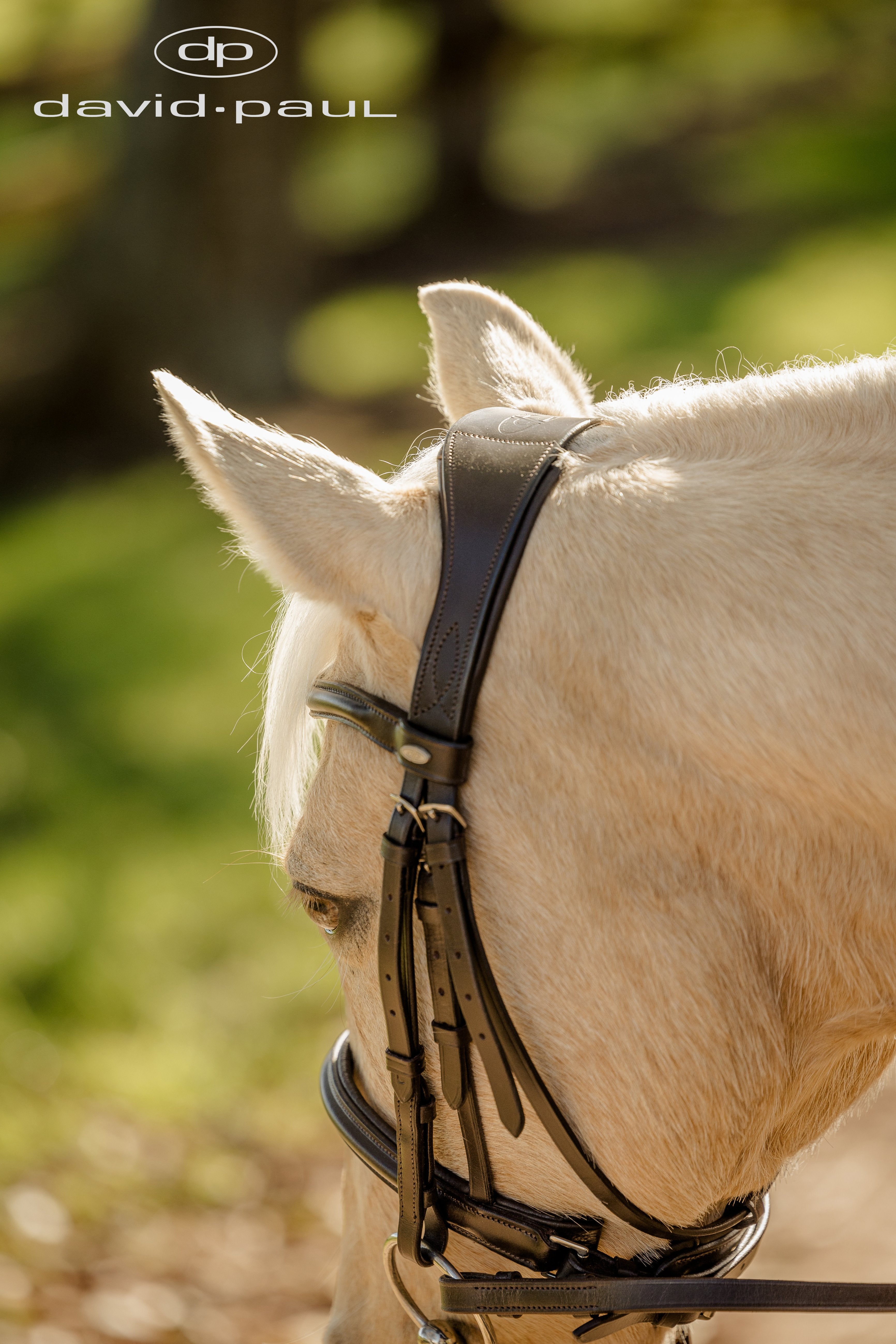 David Paul Arion Bridle Black / Cob