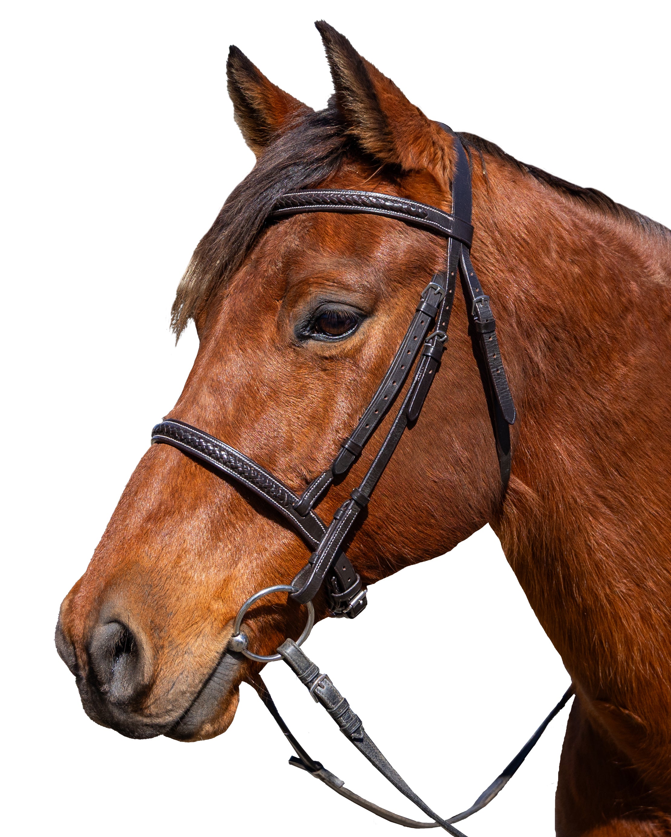 Enzo Ashfield Braided Bridle Black / Cob