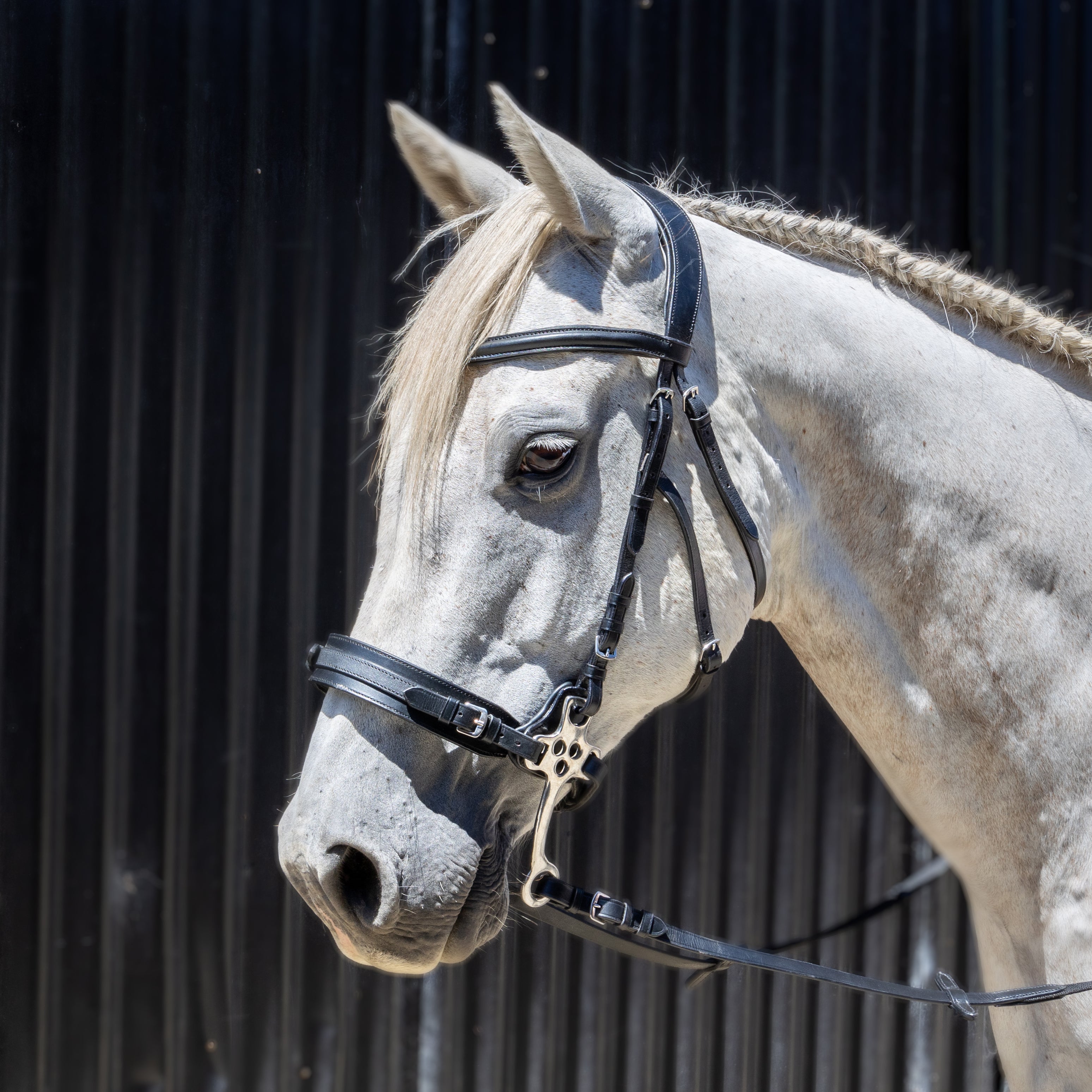 Enzo Cento Hackamore Bridle Black / Full