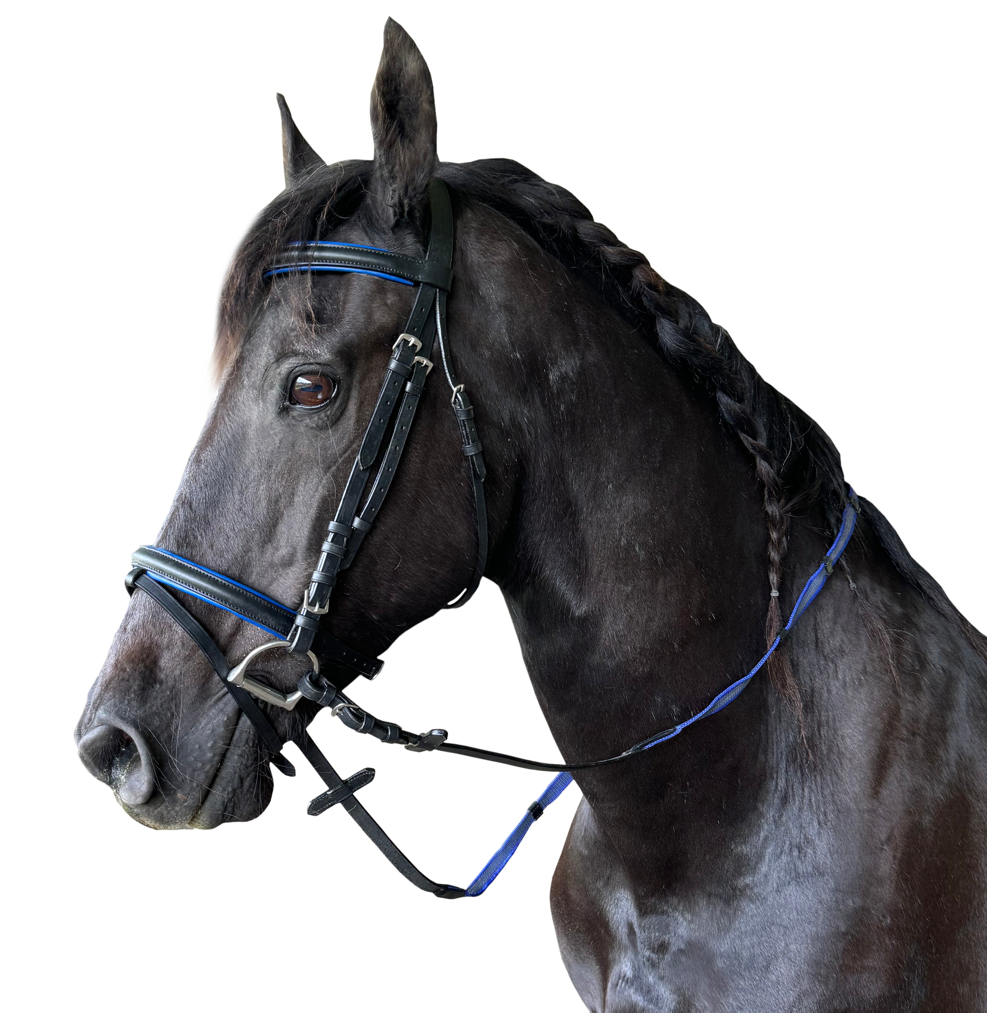 Enzo Lizzy Bridle Royal Blue / Cob