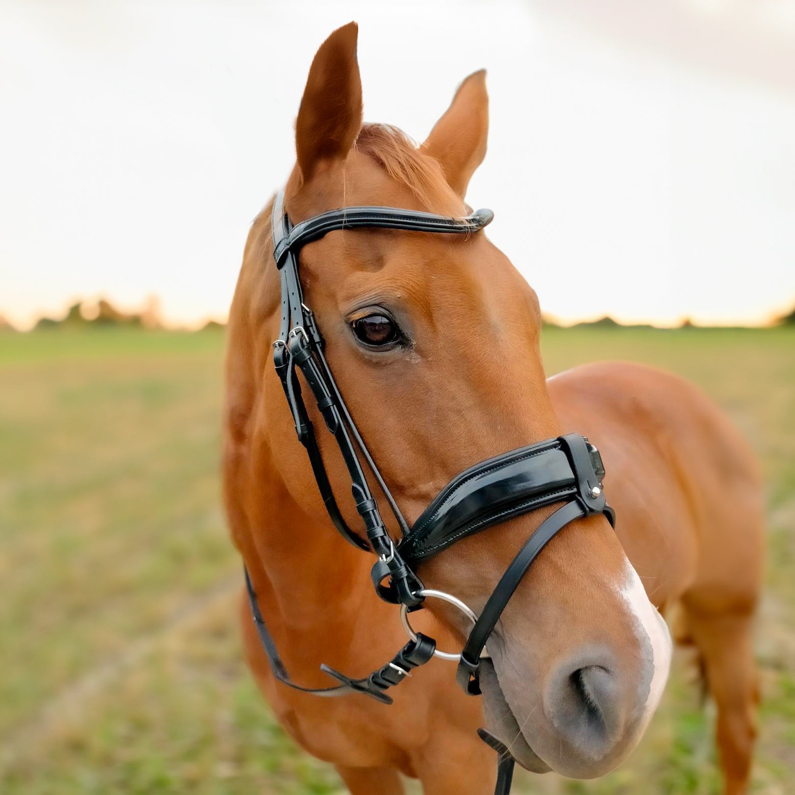 Enzo Lugo Bridle Black / Cob