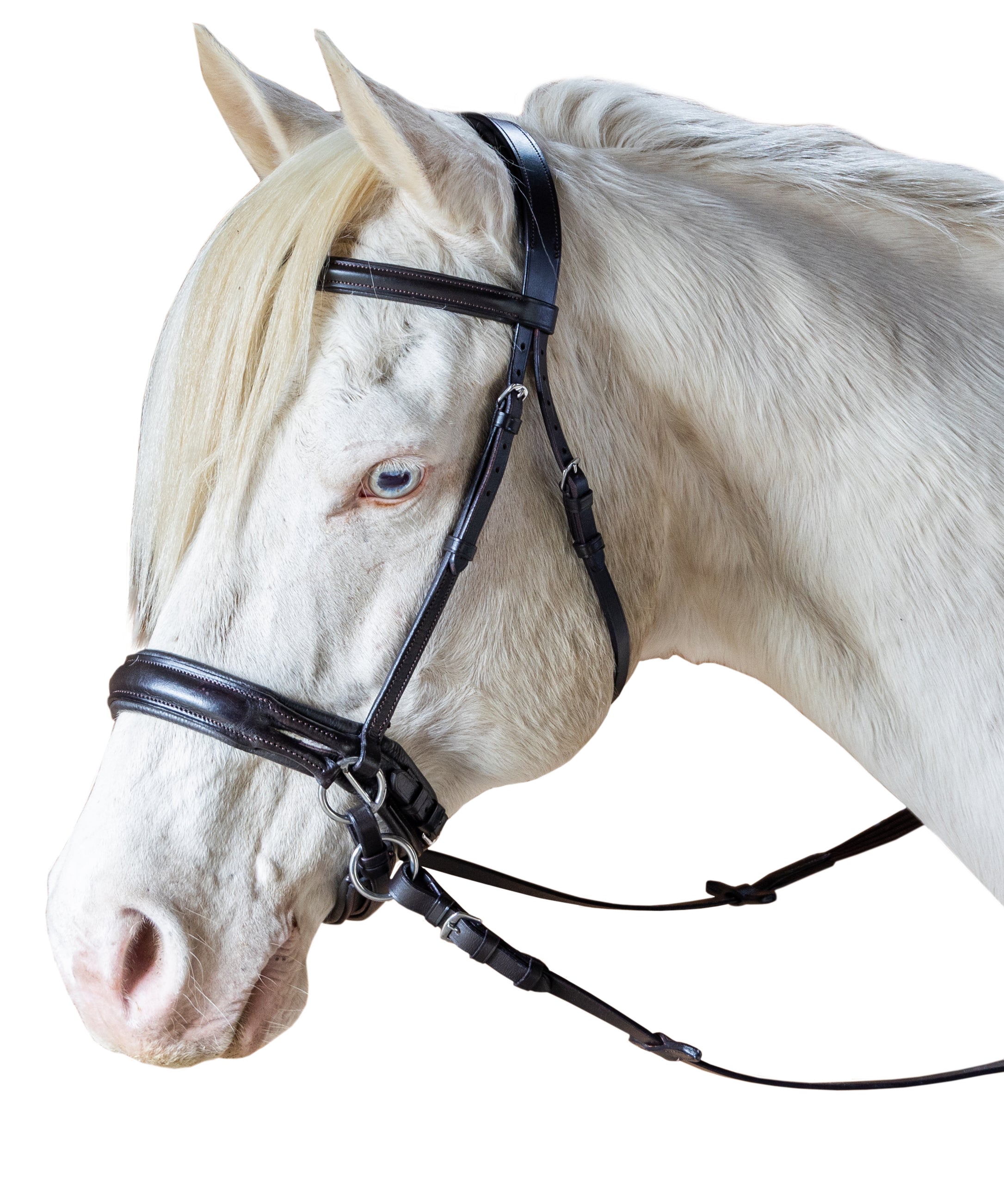 Enzo Raised Bitless Bridle Black / Cob