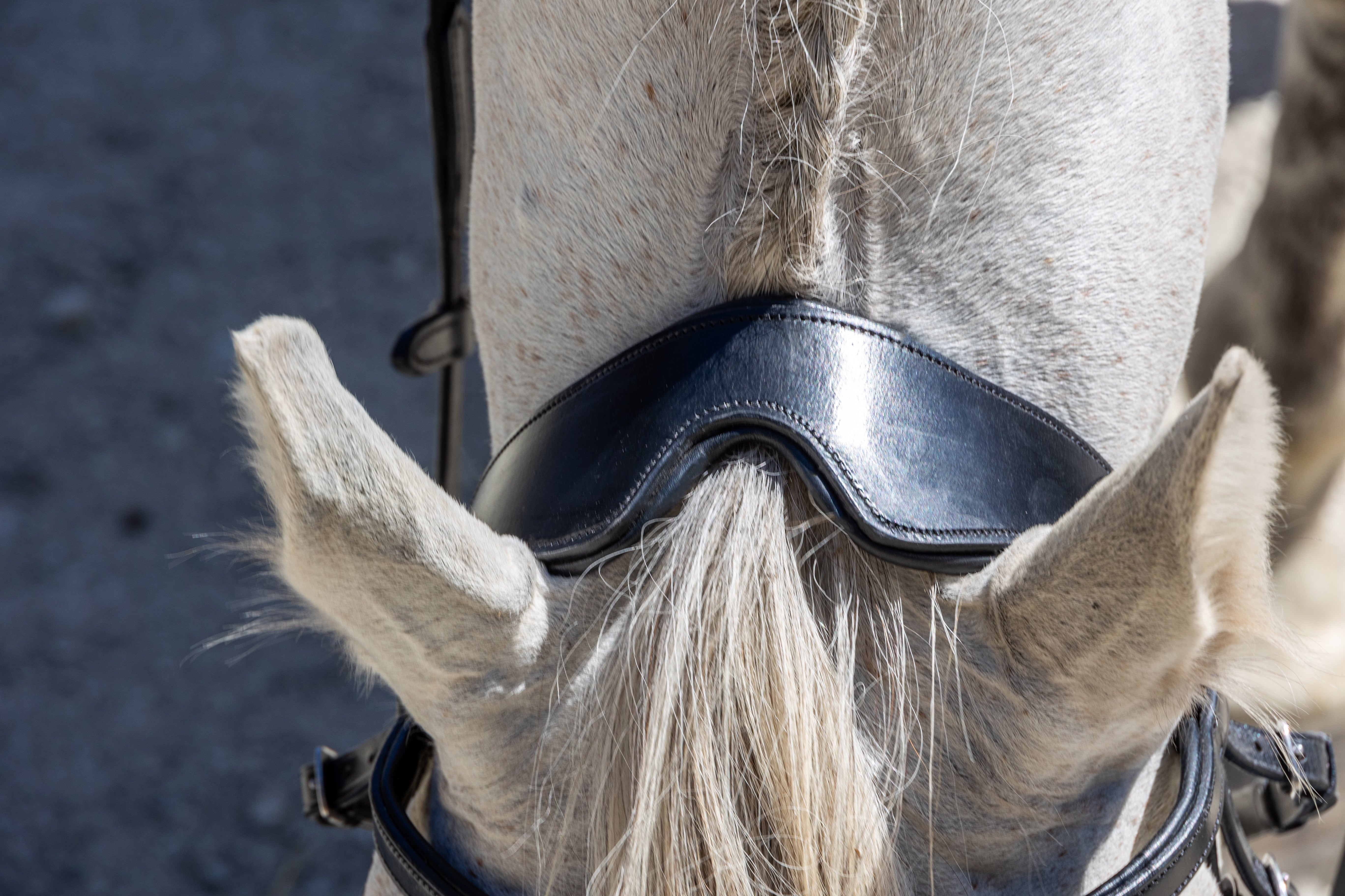 Enzo Sorrento Bridle Black / Cob