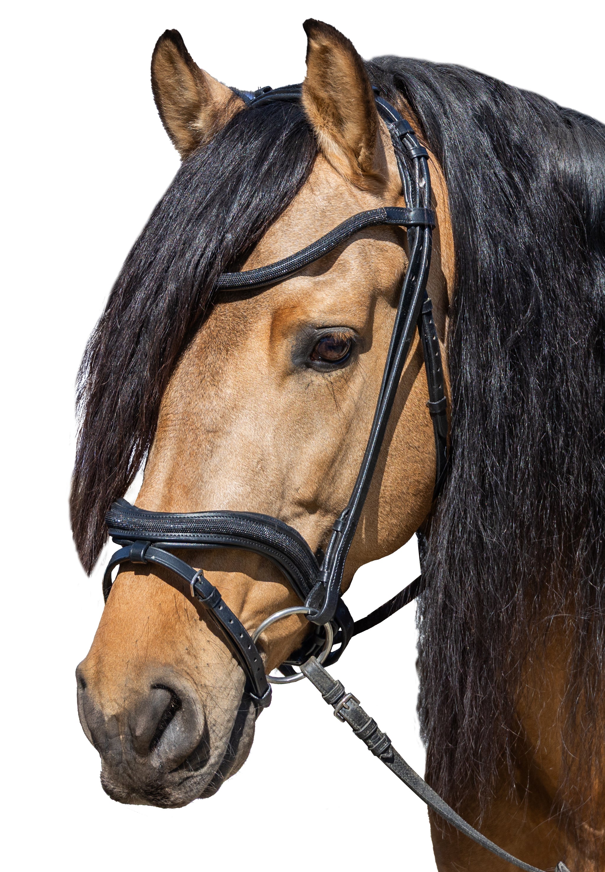 Enzo Tivoli Glitter Bridle Black / Cob