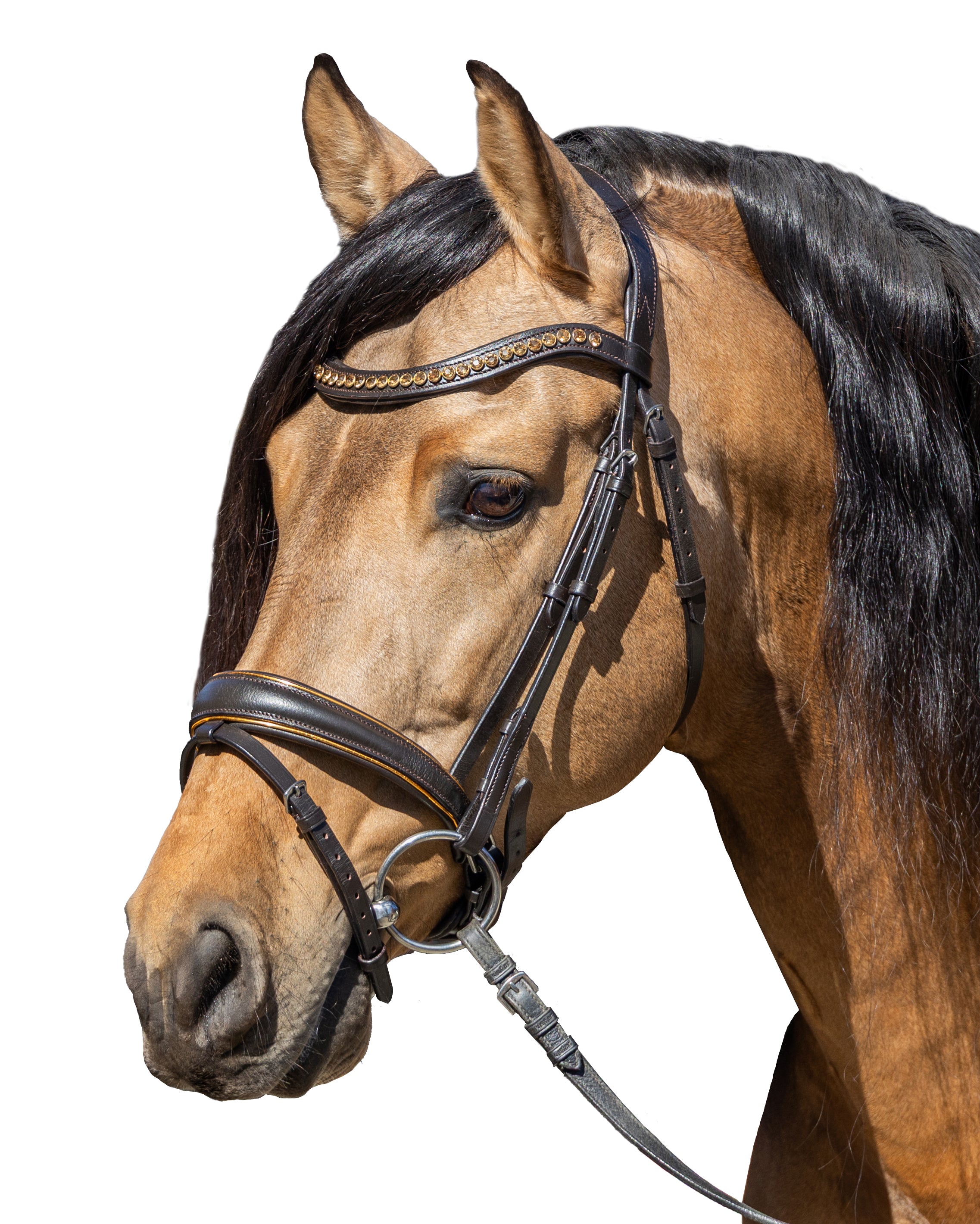 Enzo Vellet Golden Trim Bridle Black / Cob