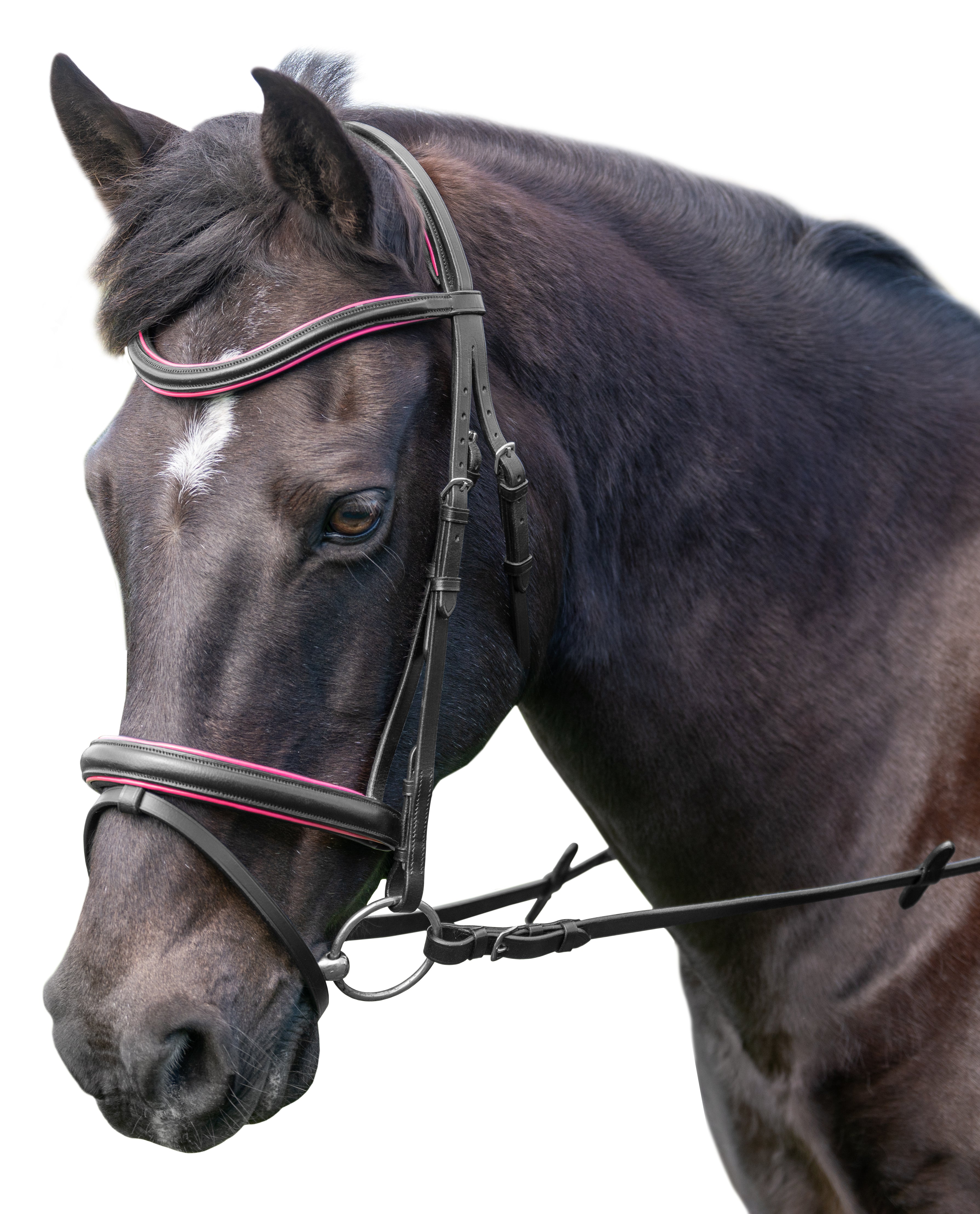 Enzo Xena Bridle Black / Lavnder / Cob