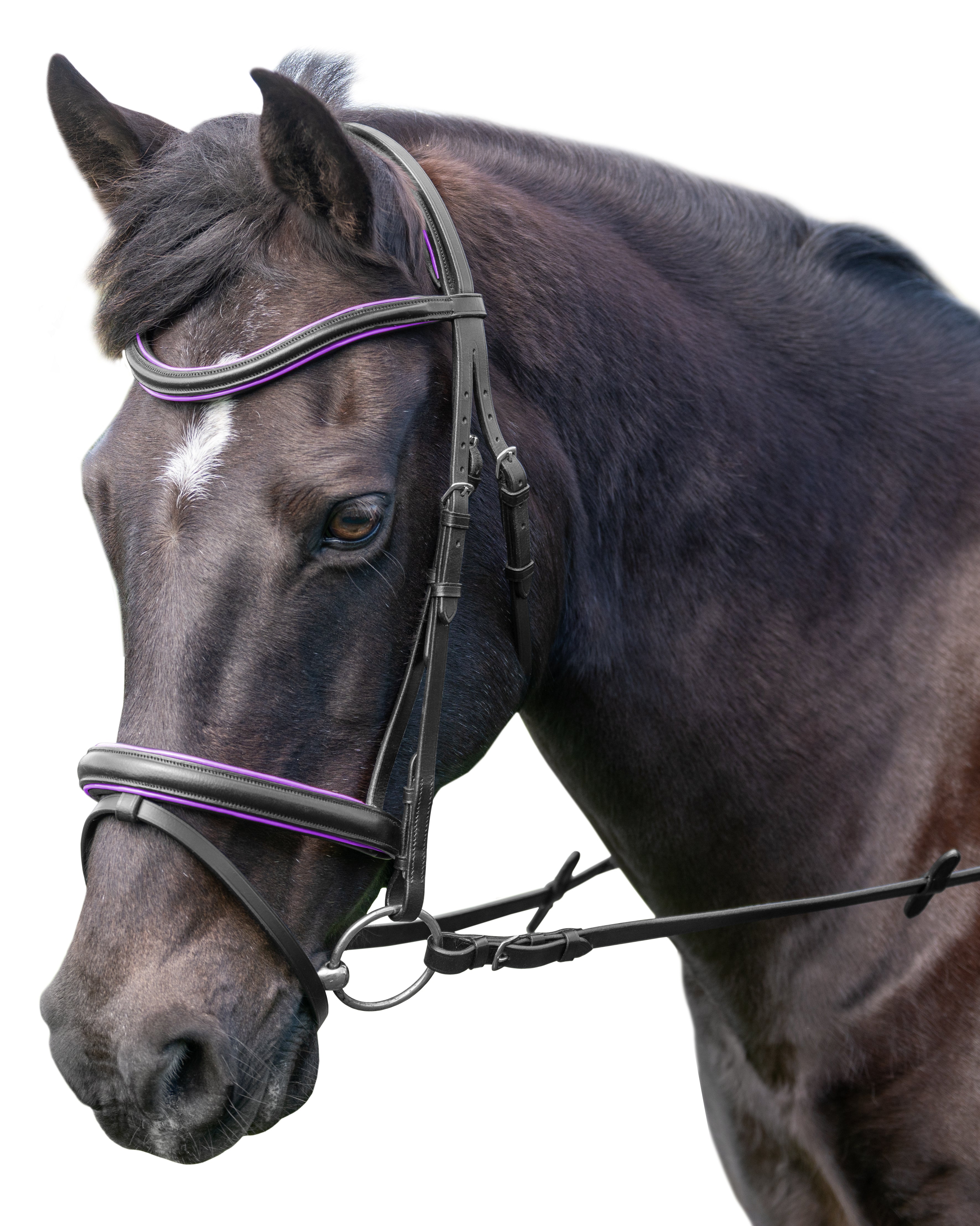 Enzo Xena Bridle Black / Lavnder / Cob
