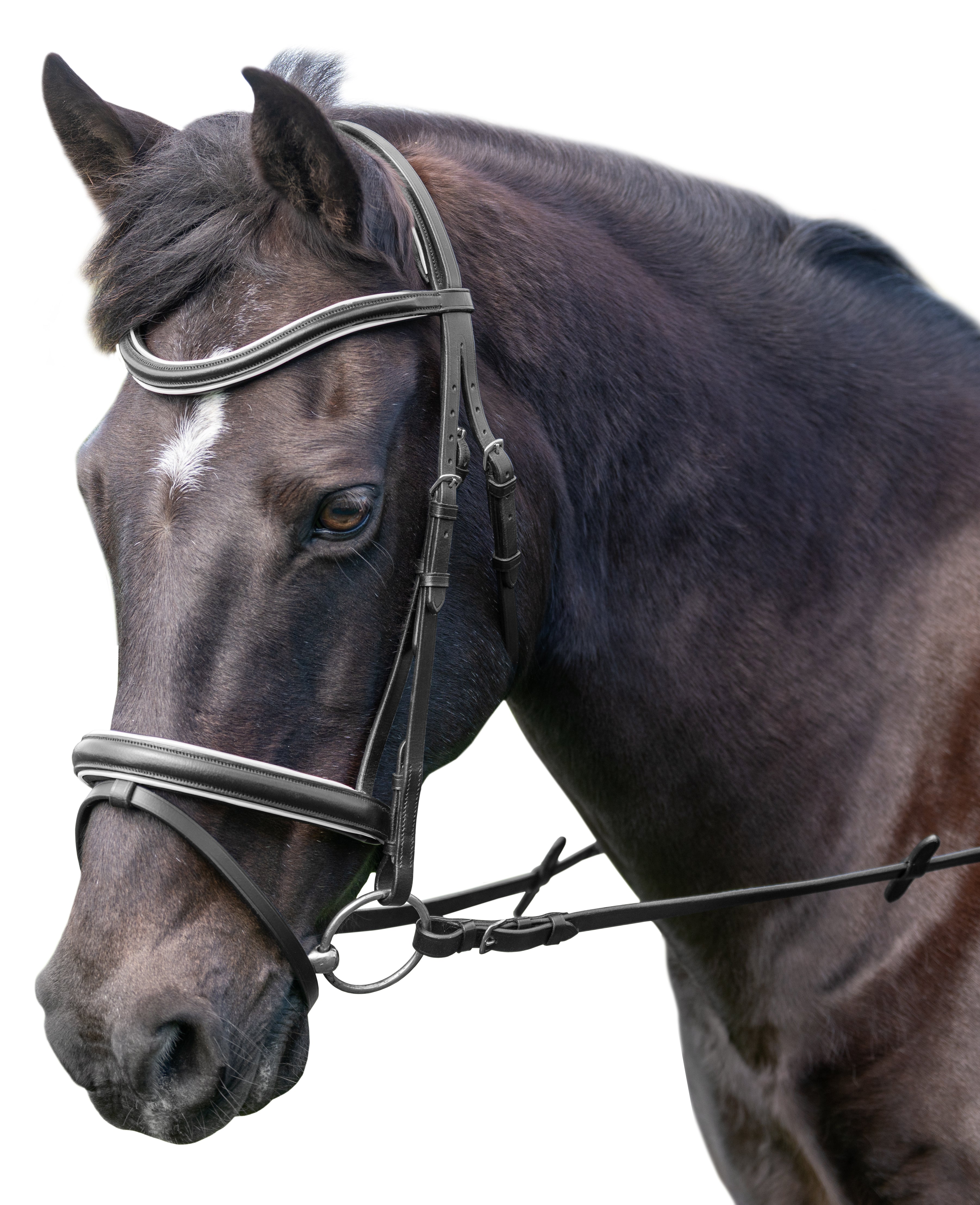 Enzo Xena Bridle Black / Lavnder / Cob