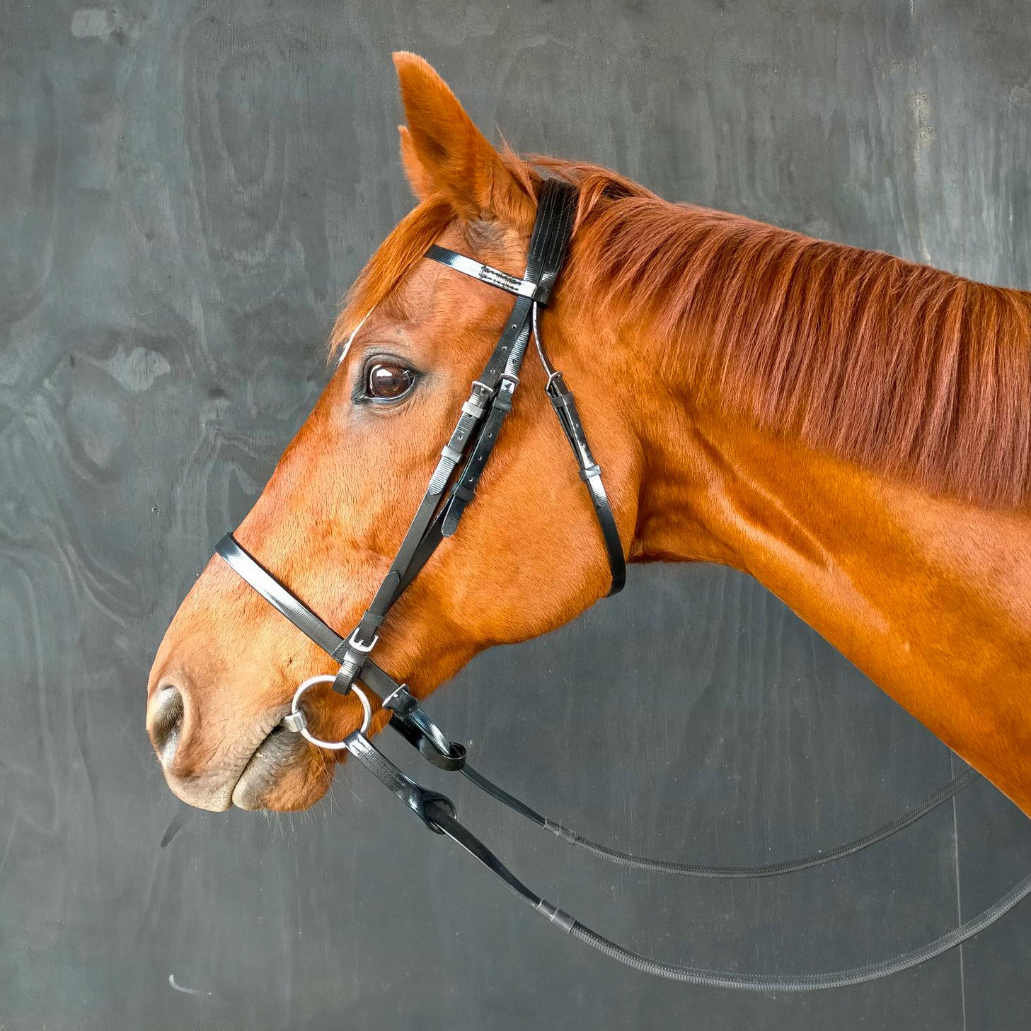 Stride Race Bridle Black / All