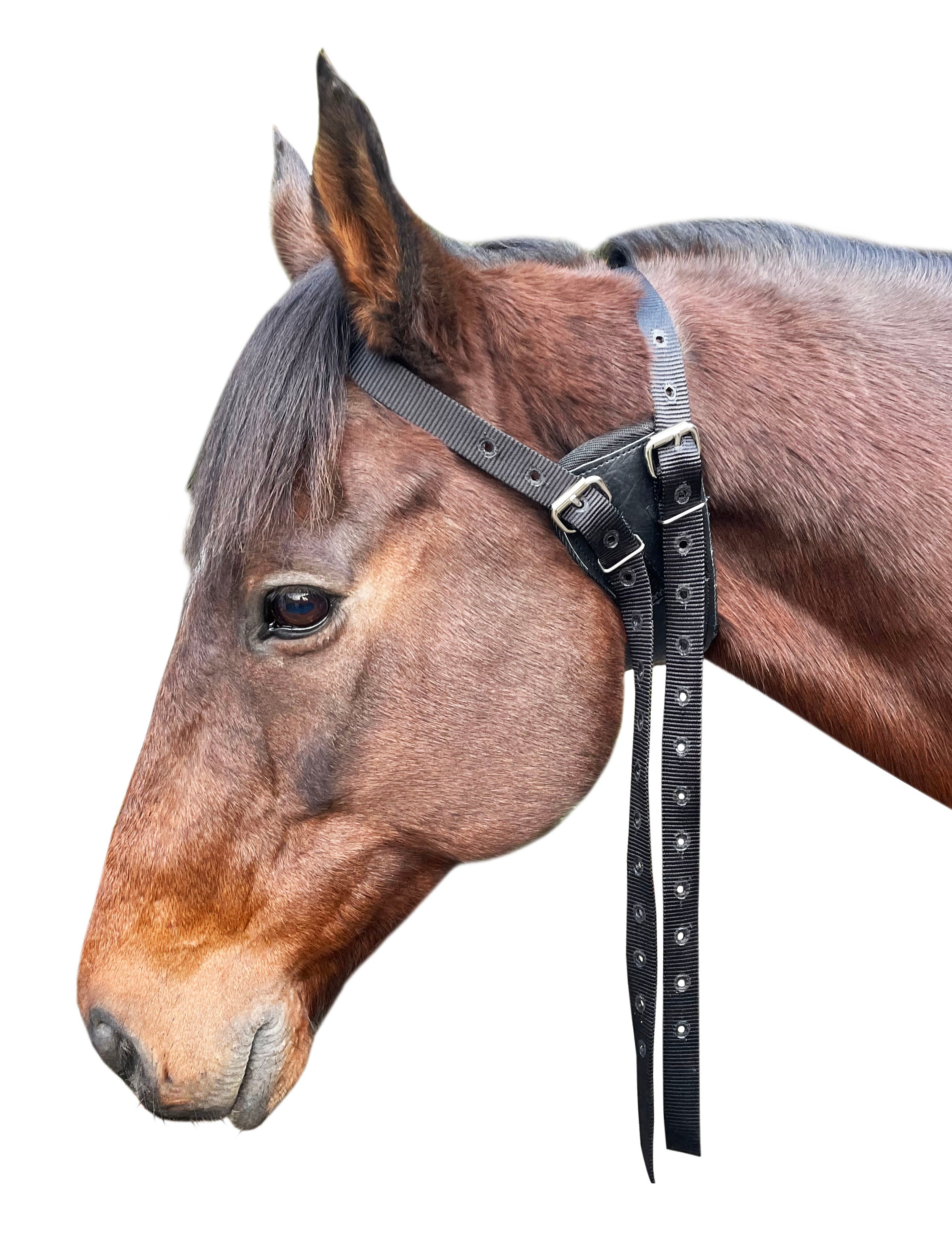 Enzo Cribbing Collar/Belt