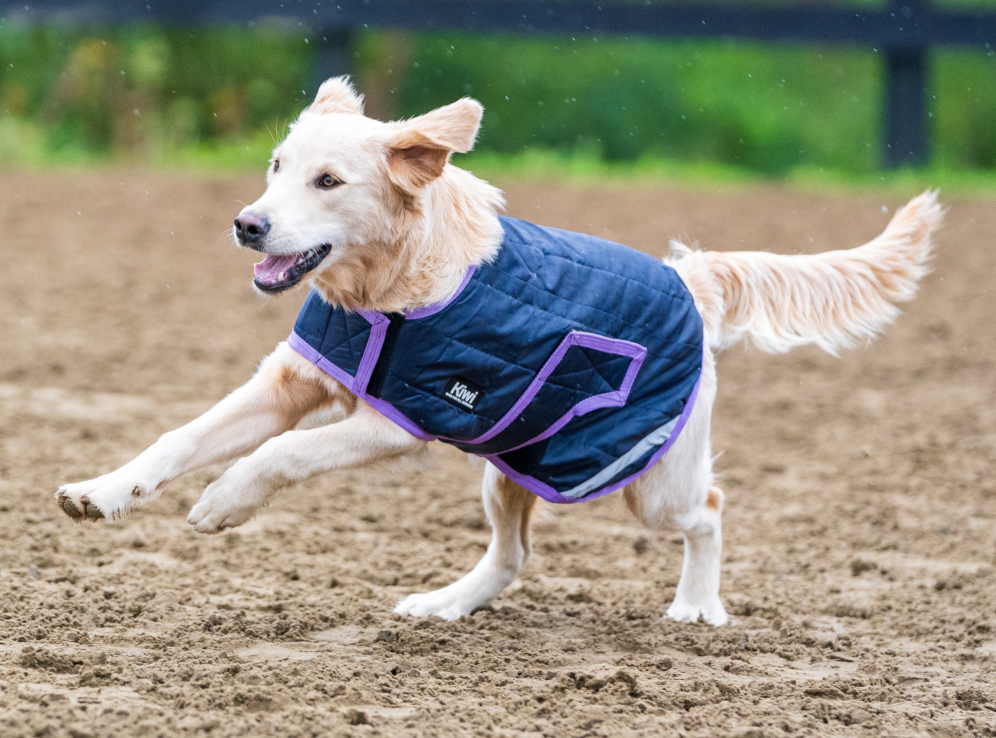 Kiwi Quilted Dog Coat