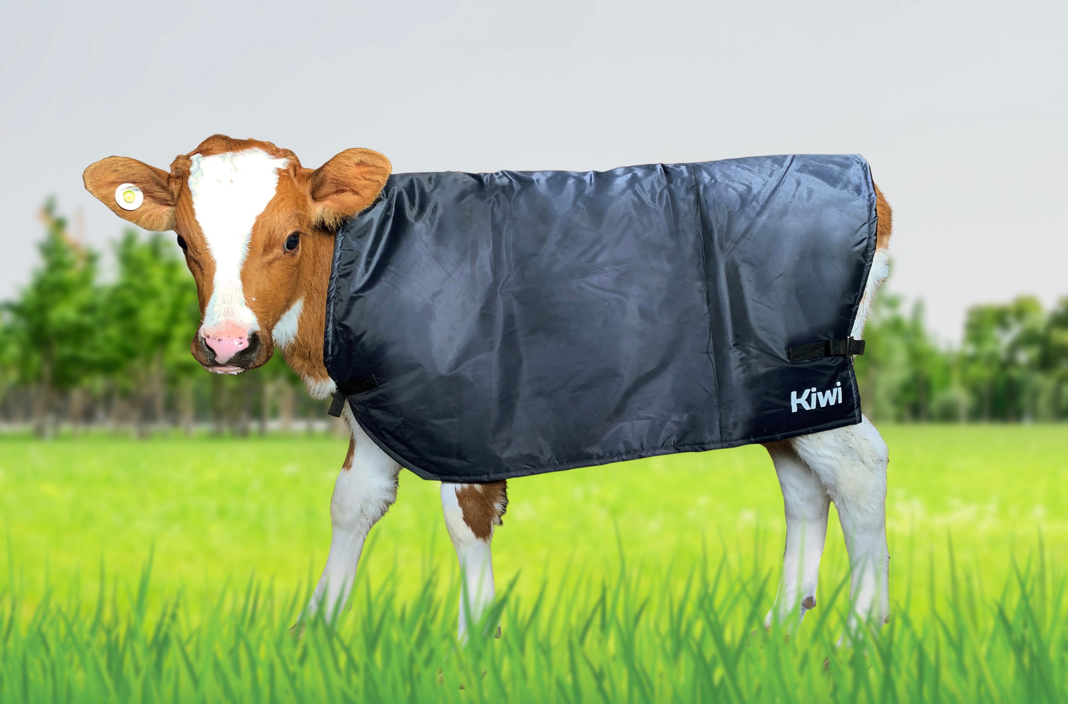 Kiwi Calf Cover One / 2