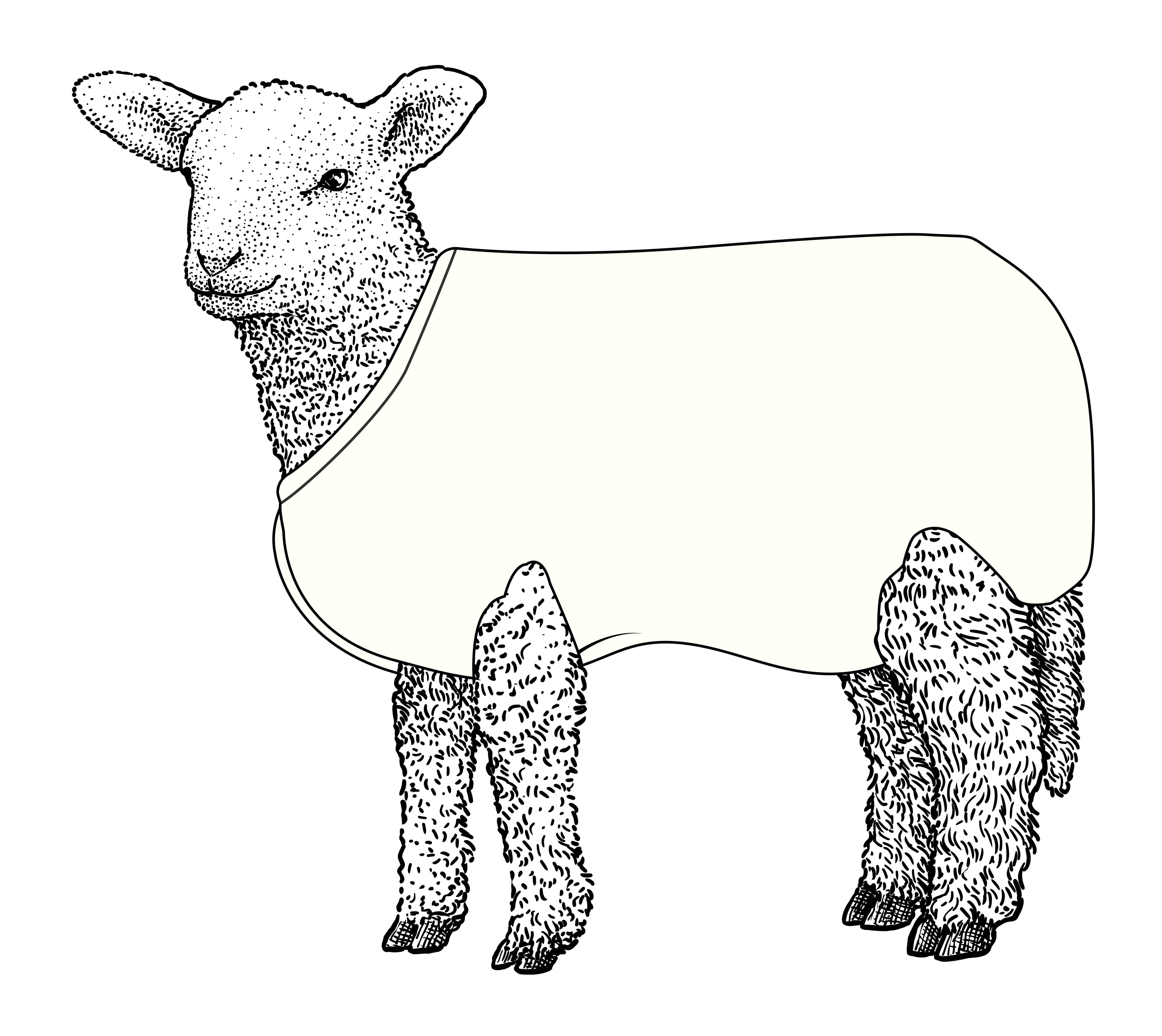 Kiwi Lamb Cover Wool 5pk
