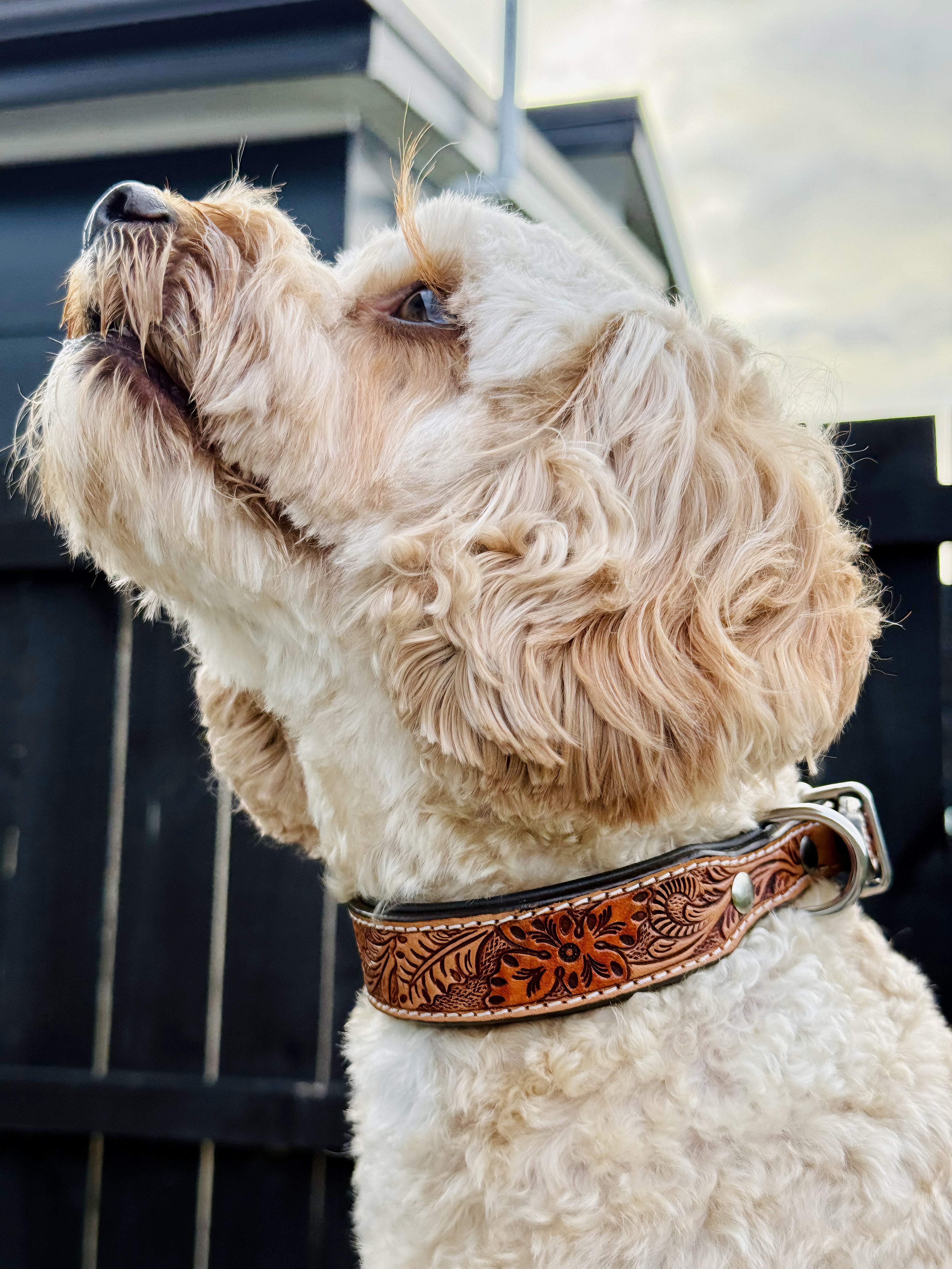 Origin Nevada 18 Leather Dog Collar One / 10