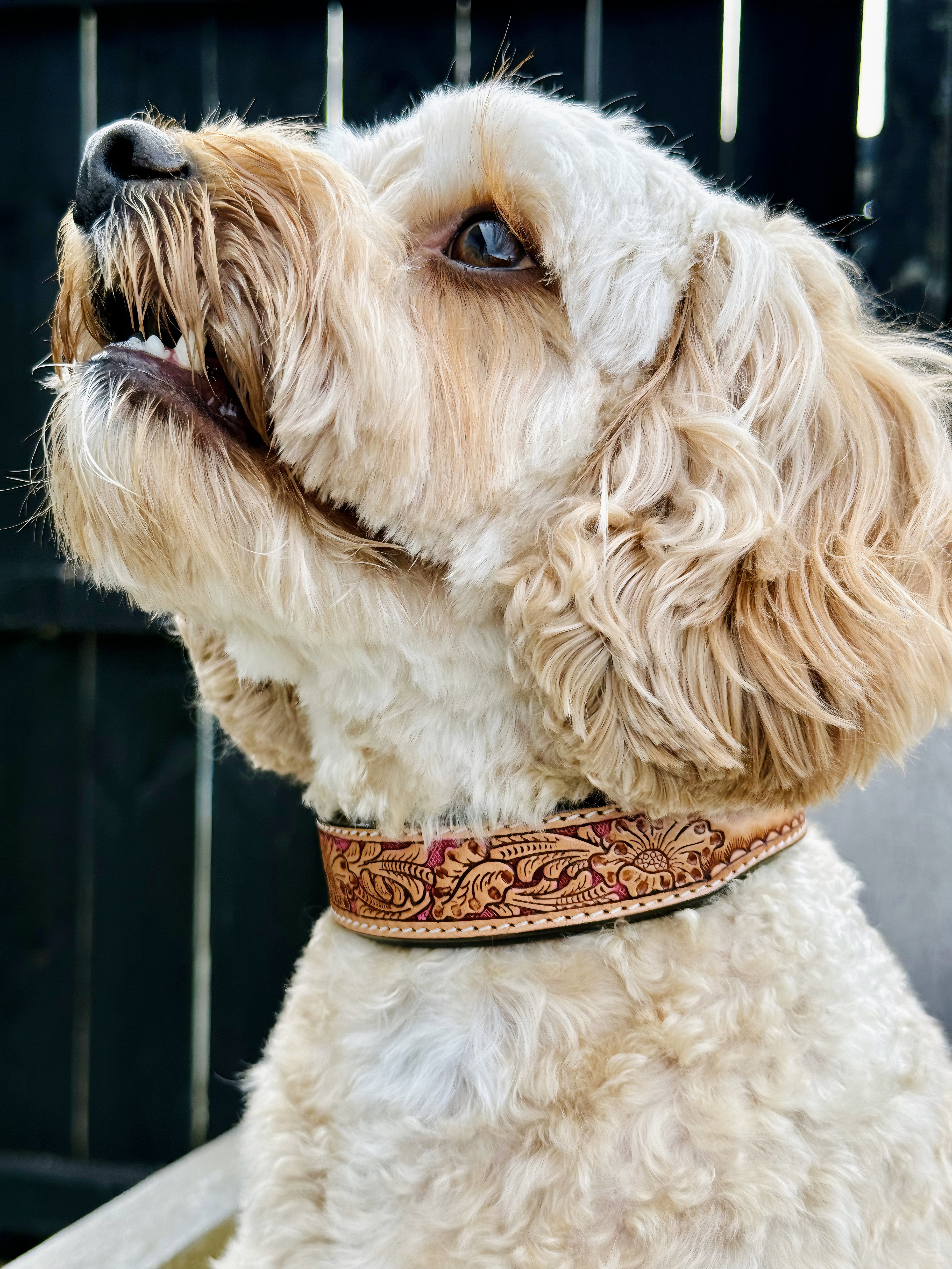 Origin Nevada 19 Leather Dog Collar One / 10