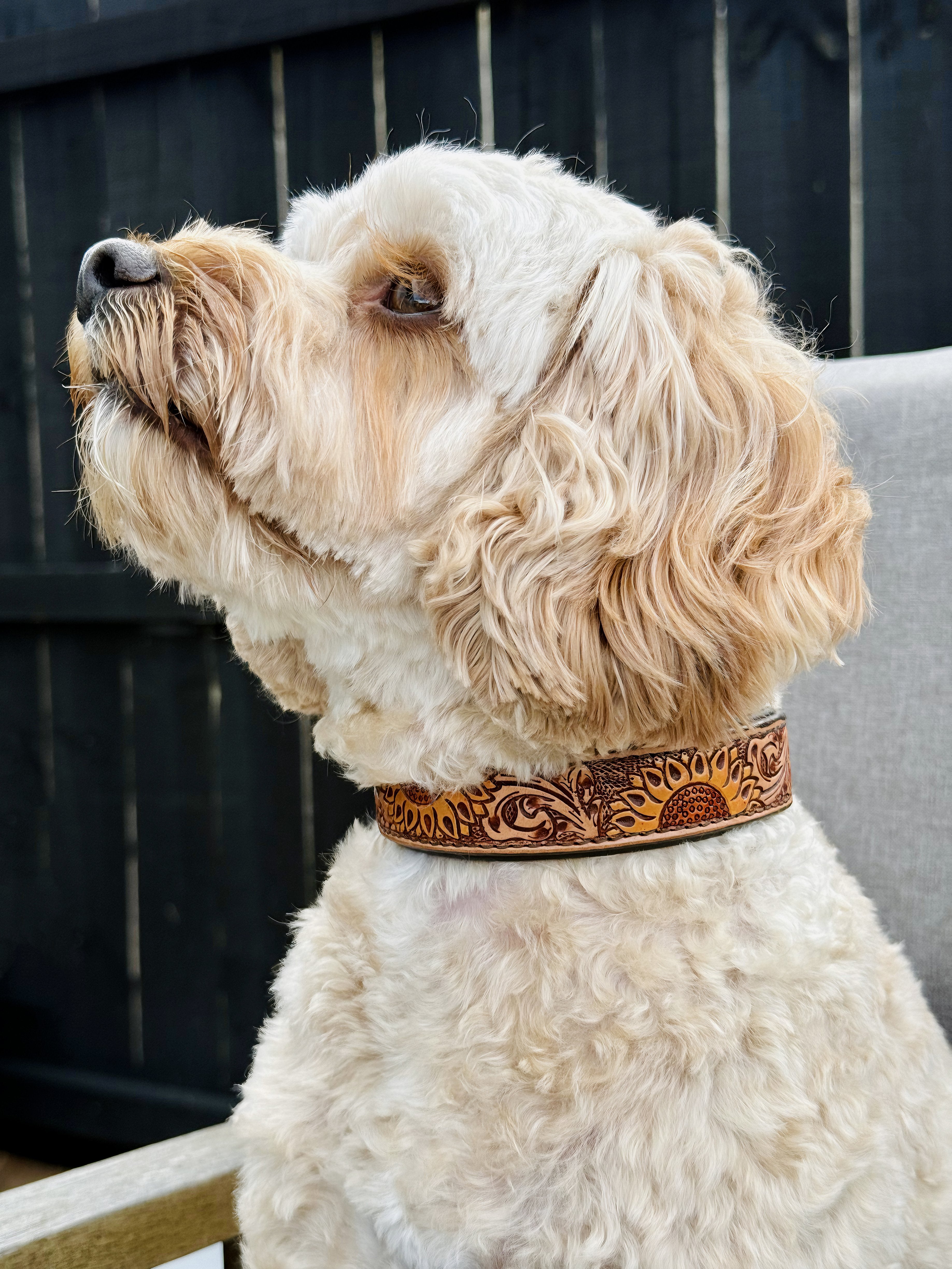Origin Nevada 6 Leather Dog Collar One / 10