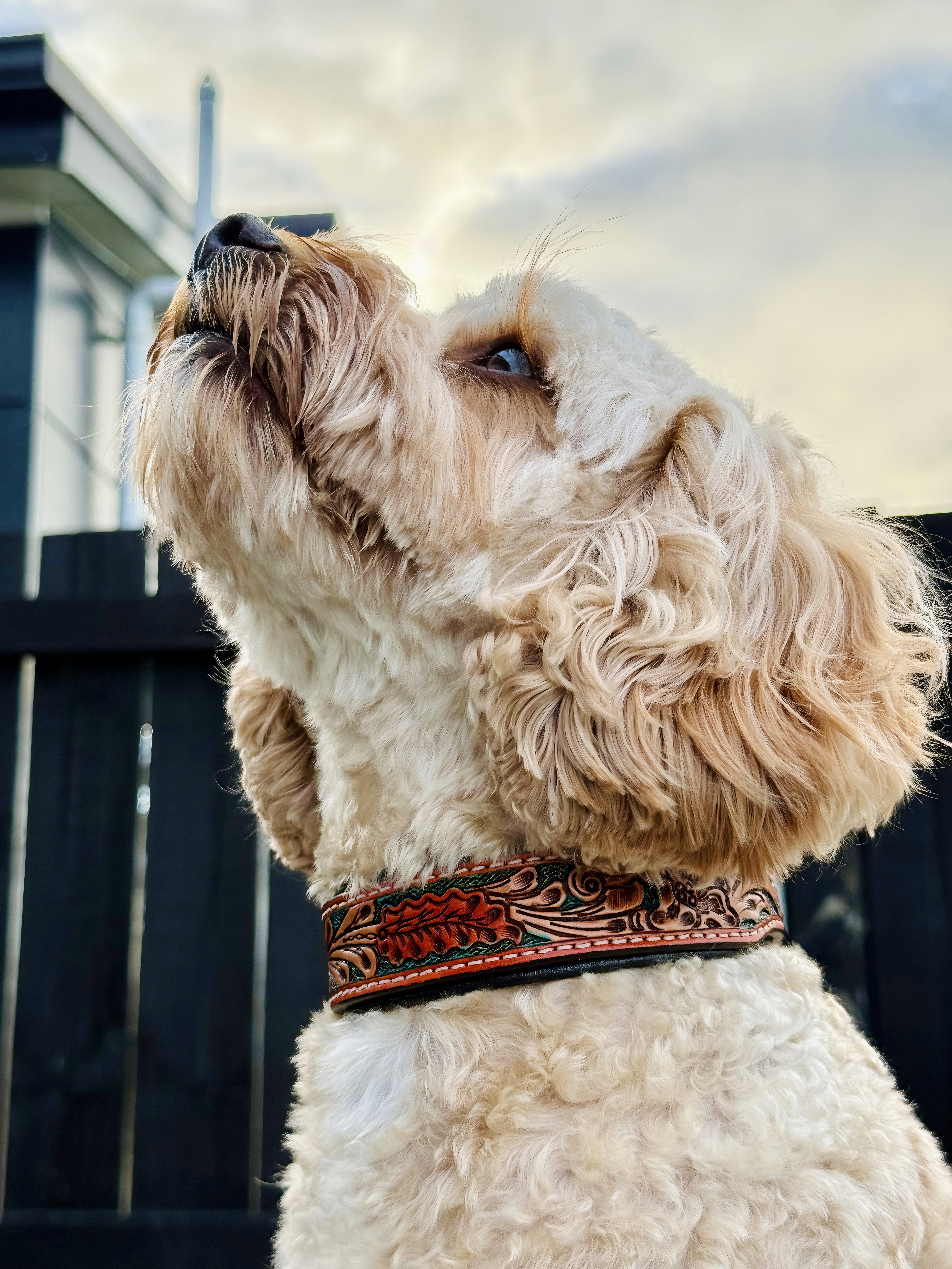 Origin Nevada 7 Leather Dog Collar One / 10