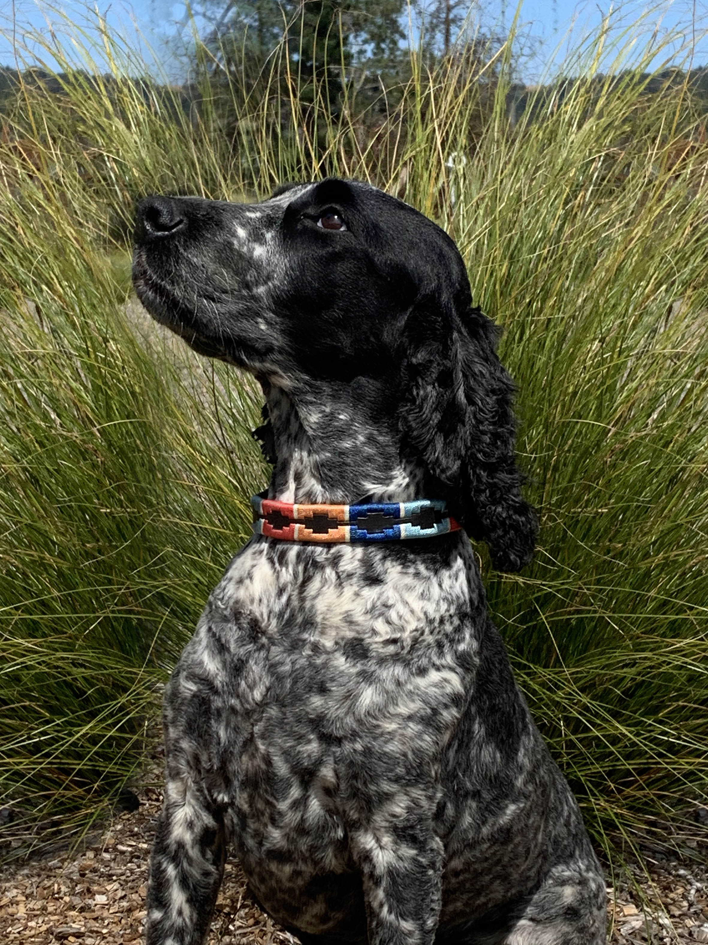 Enzo Polo Leather Dog Collar One / Large