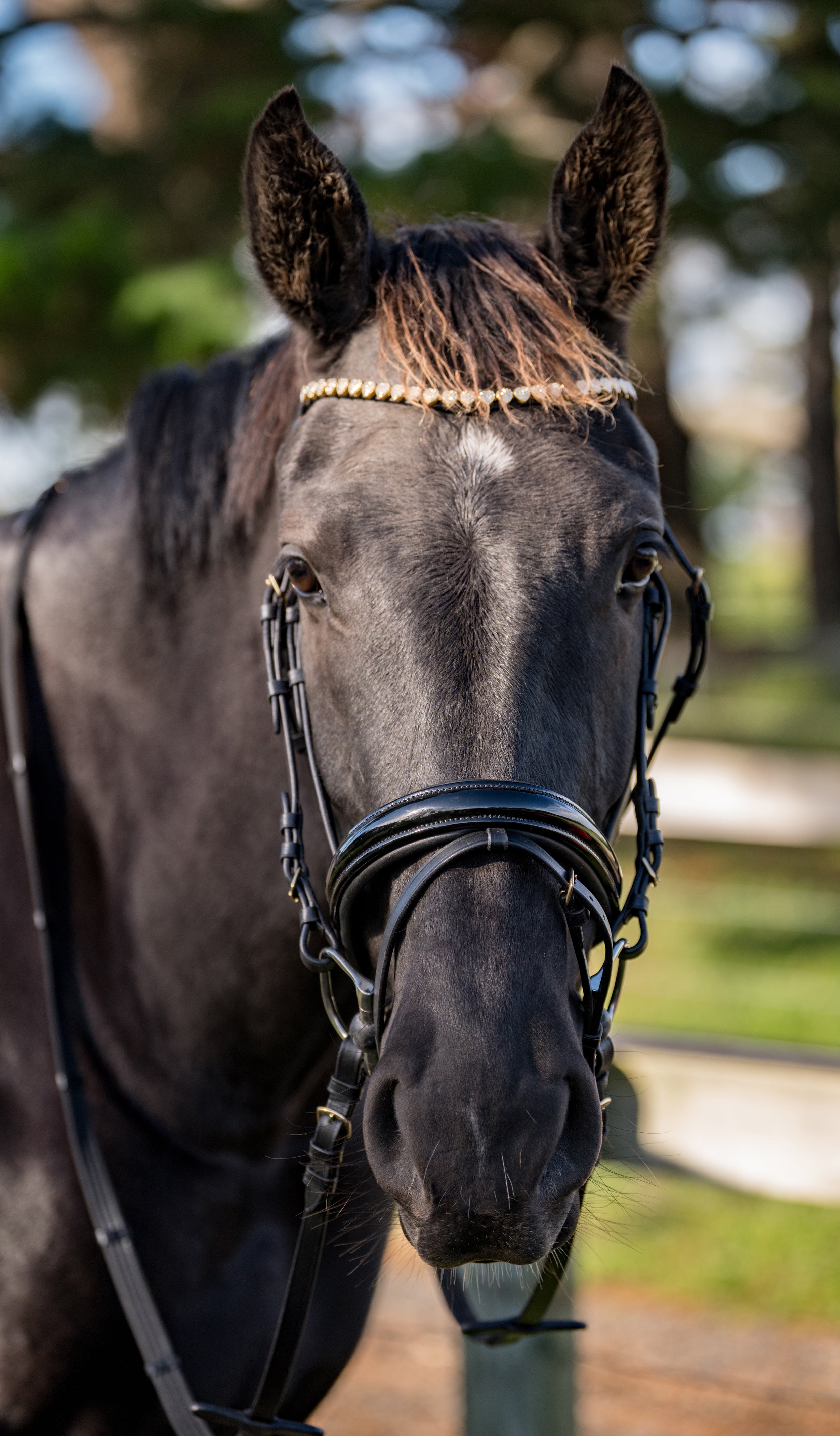 David Paul Adrienne Bridle