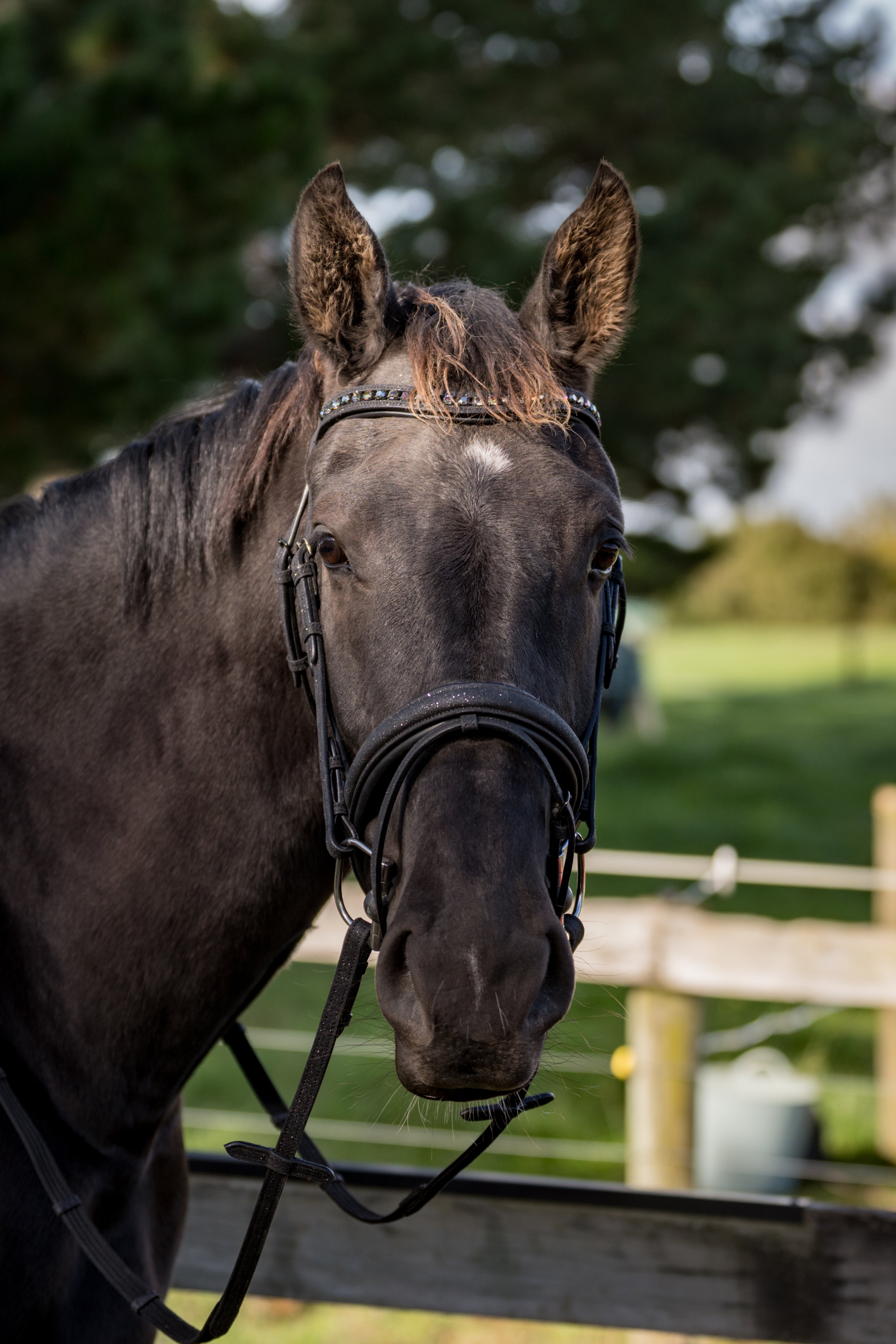 DP Vivienne Glitter Bridle