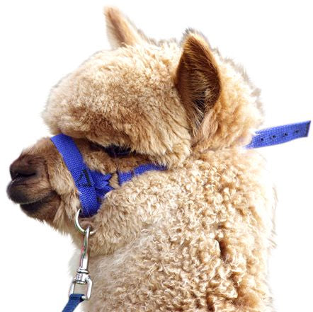 Prima Alpaca Web Halter w/Lead(Asst)