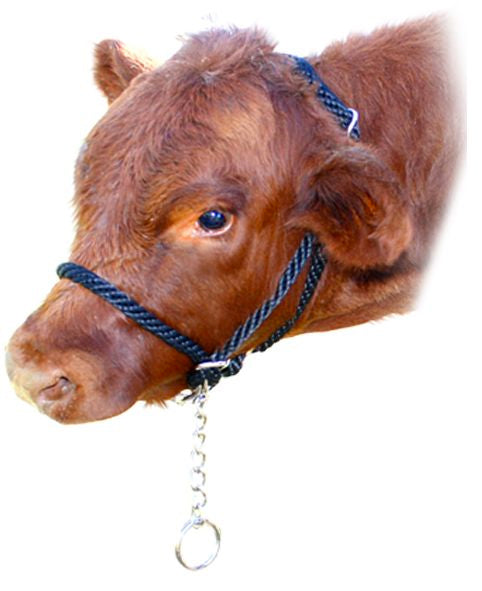 Enzo Cattle Rope Halter w/Chain (Blk)%