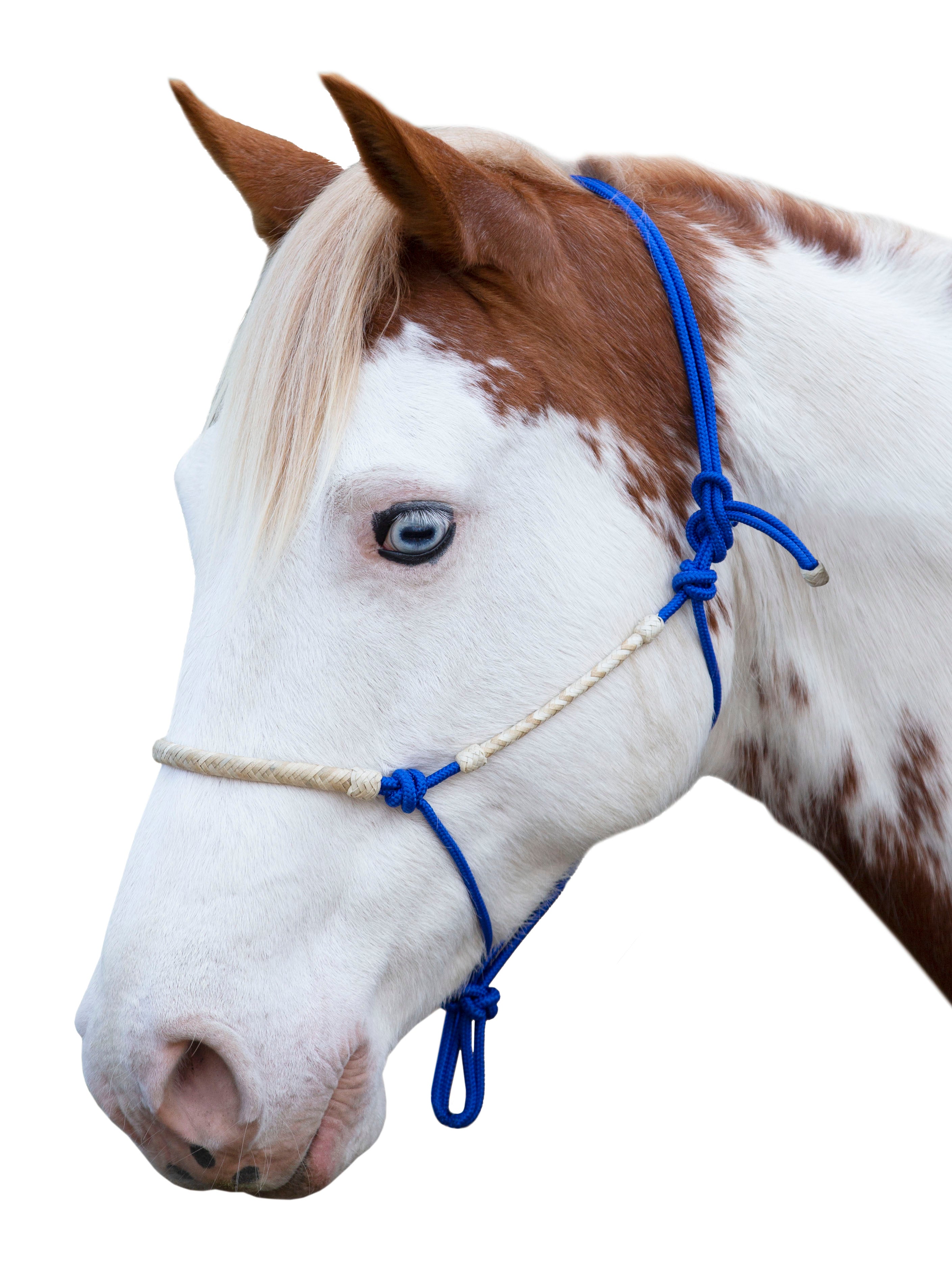Enzo Dakota Rawhide Rope Halter Black / Cob