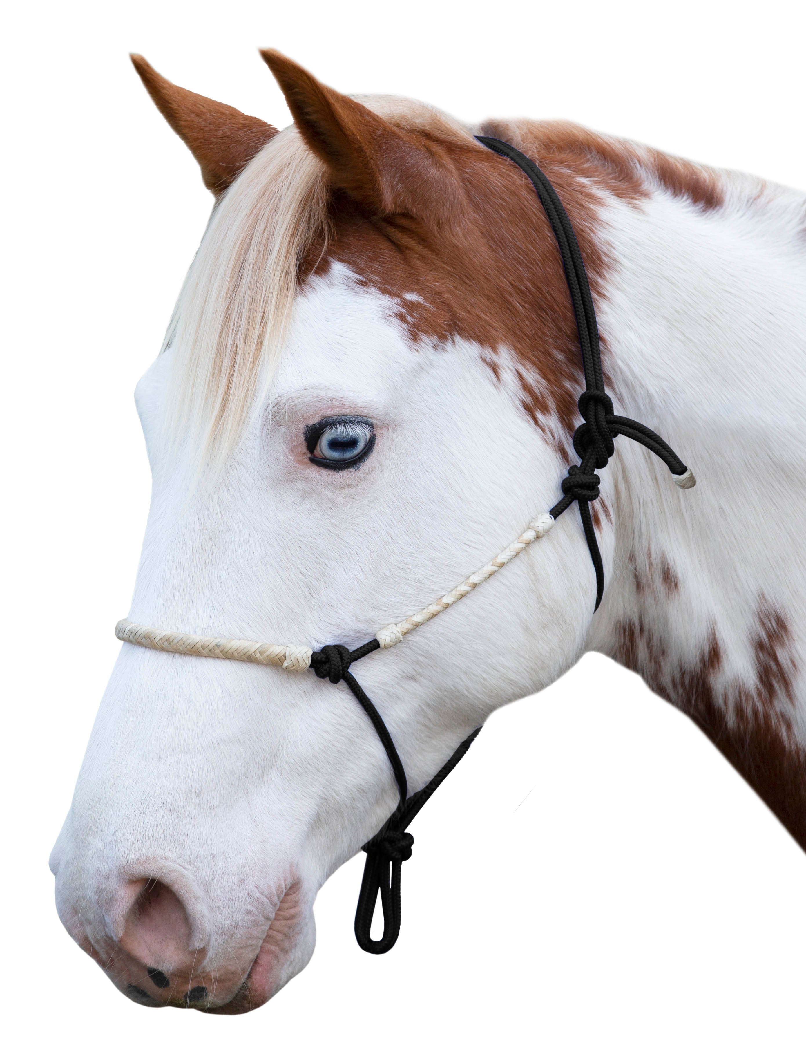Enzo Dakota Rawhide Rope Halter Black / Cob