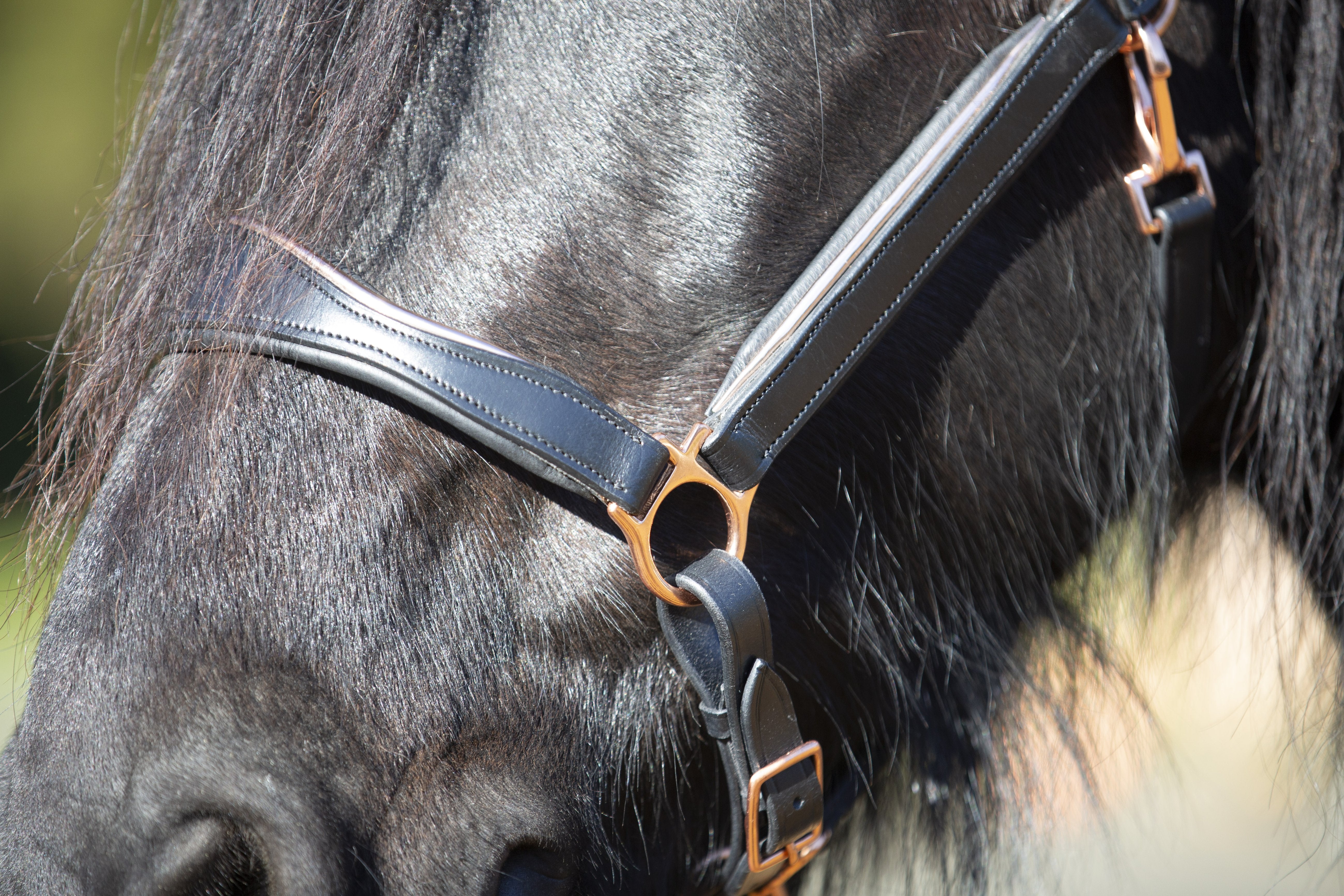 Enzo Ivy Rosegold Halter Black / Cob