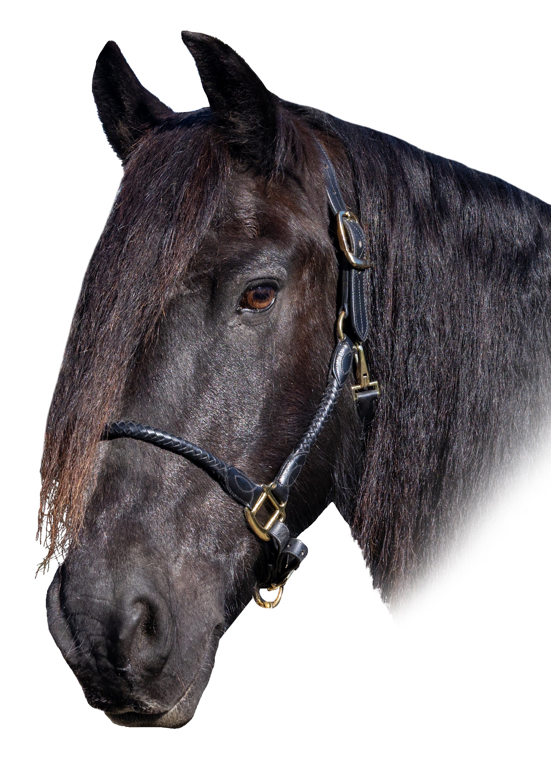 Enzo Napa Rolled Braided Halter Black / Cob