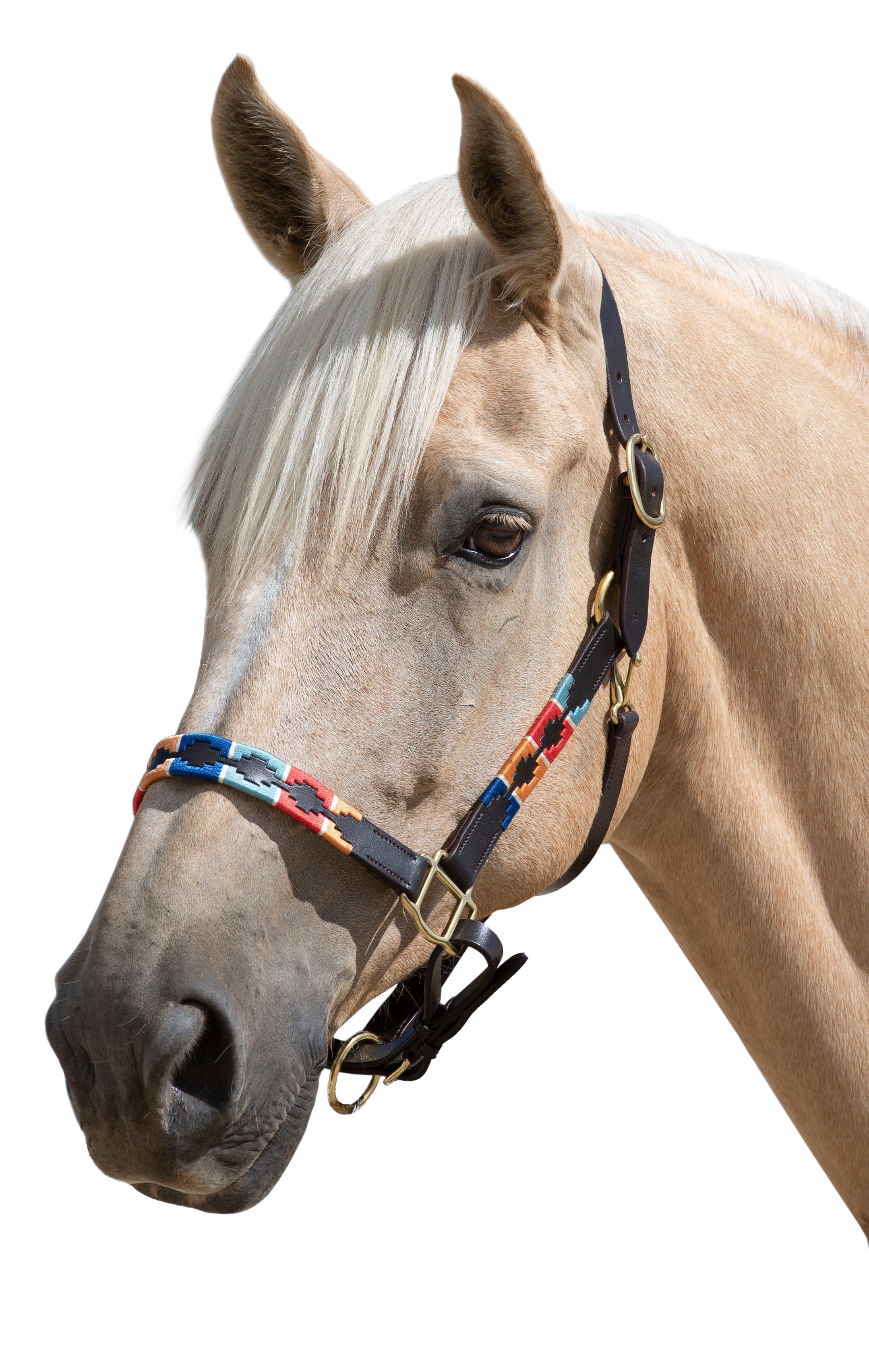 Enzo Polo Leather Halter One / Cob