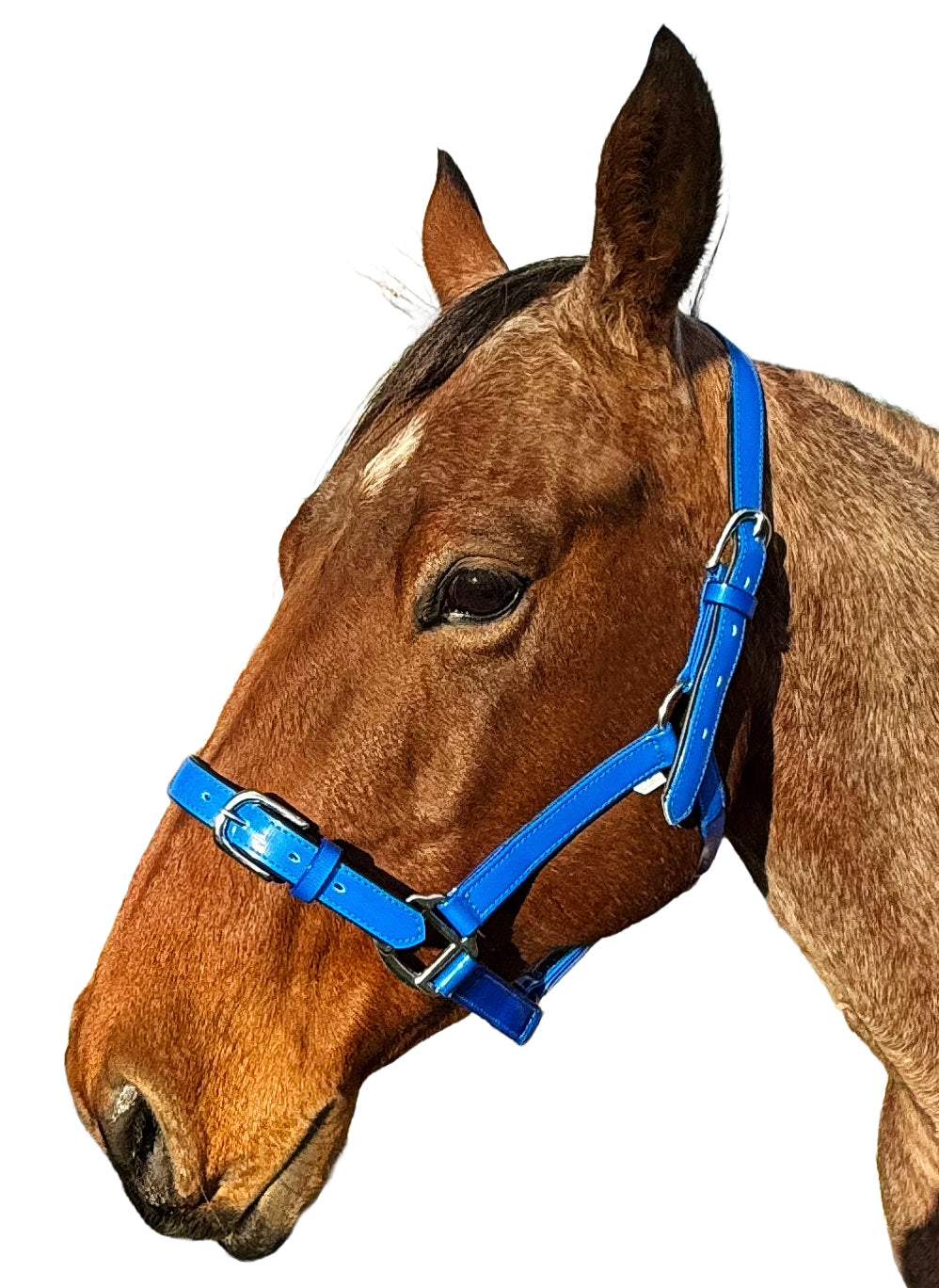 Enzo PVC Halter Blue / Cob