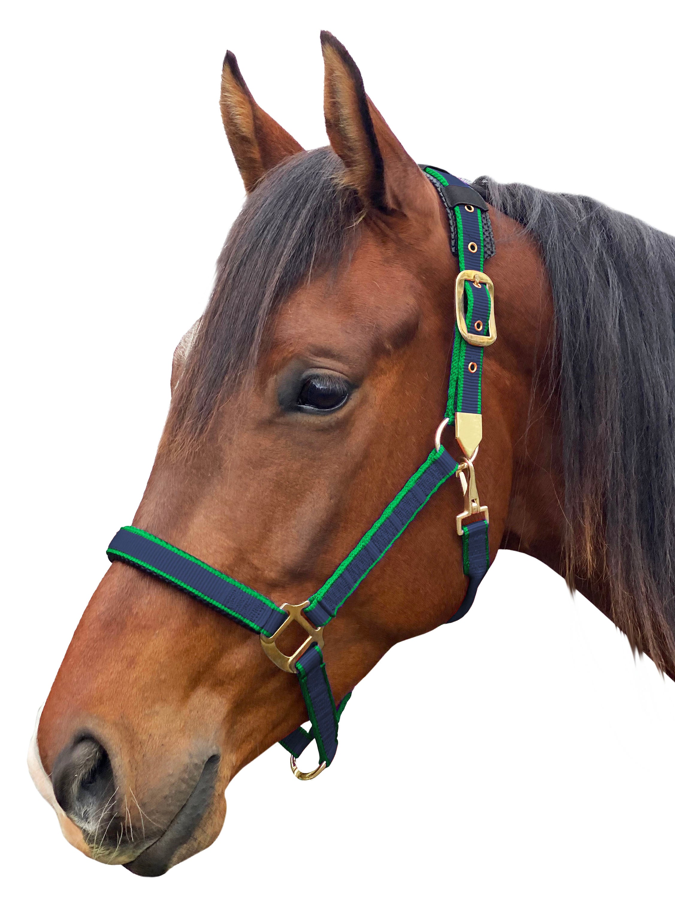 Enzo Pro Web Halter Green/Blue / Cob