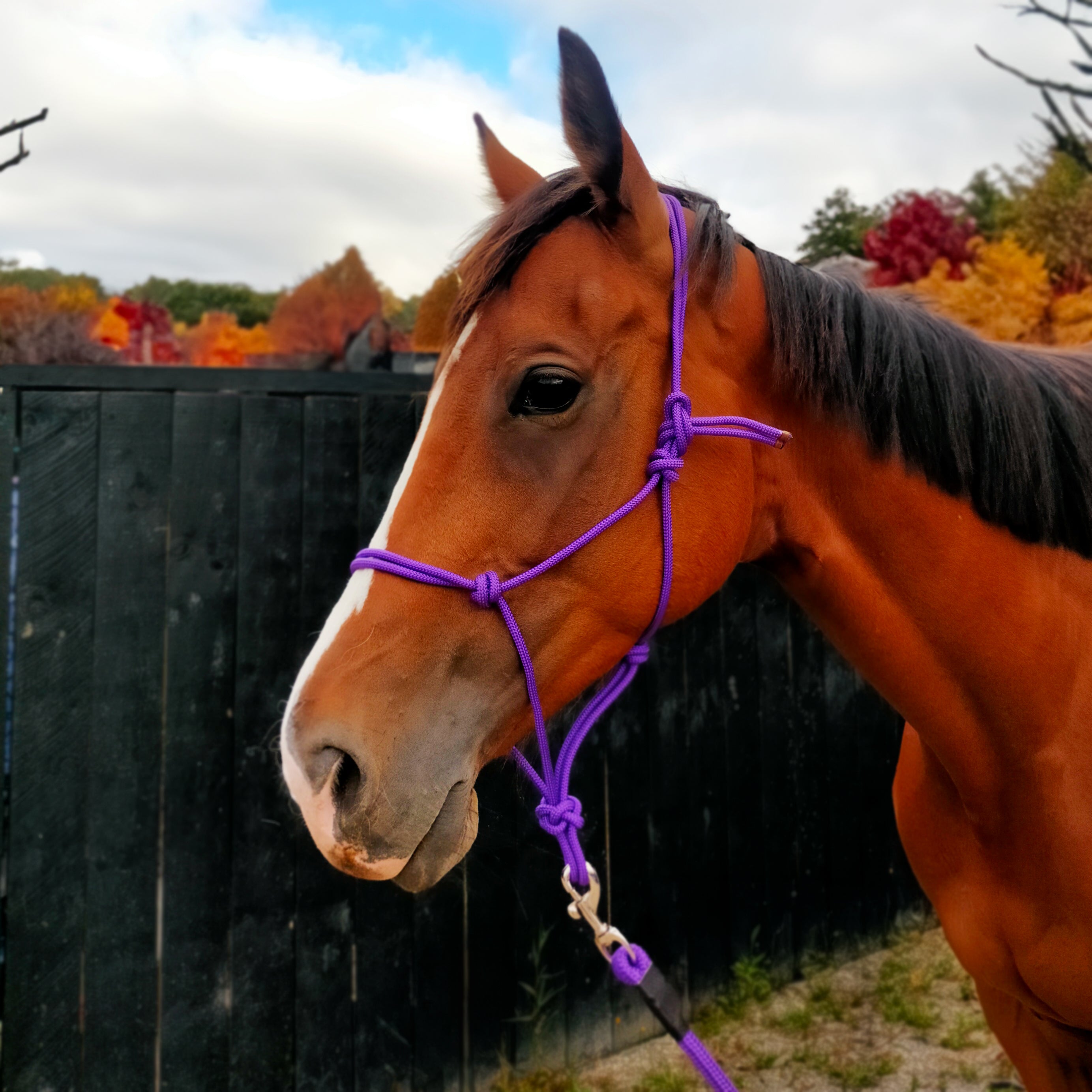 Enzo Rope Halter & Lead Dark Purple / Cob