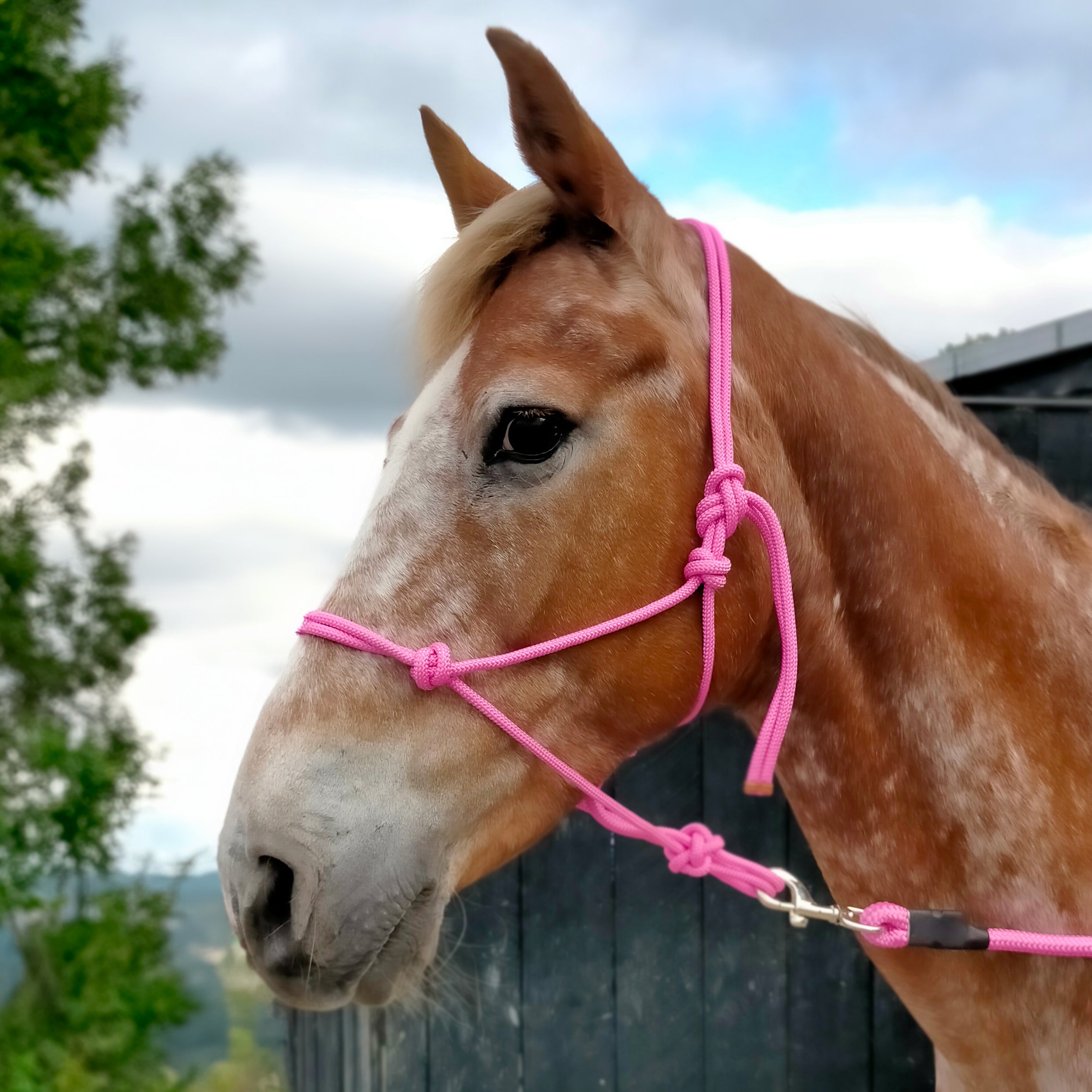 Enzo Rope Halter & Lead Dark Purple / Cob