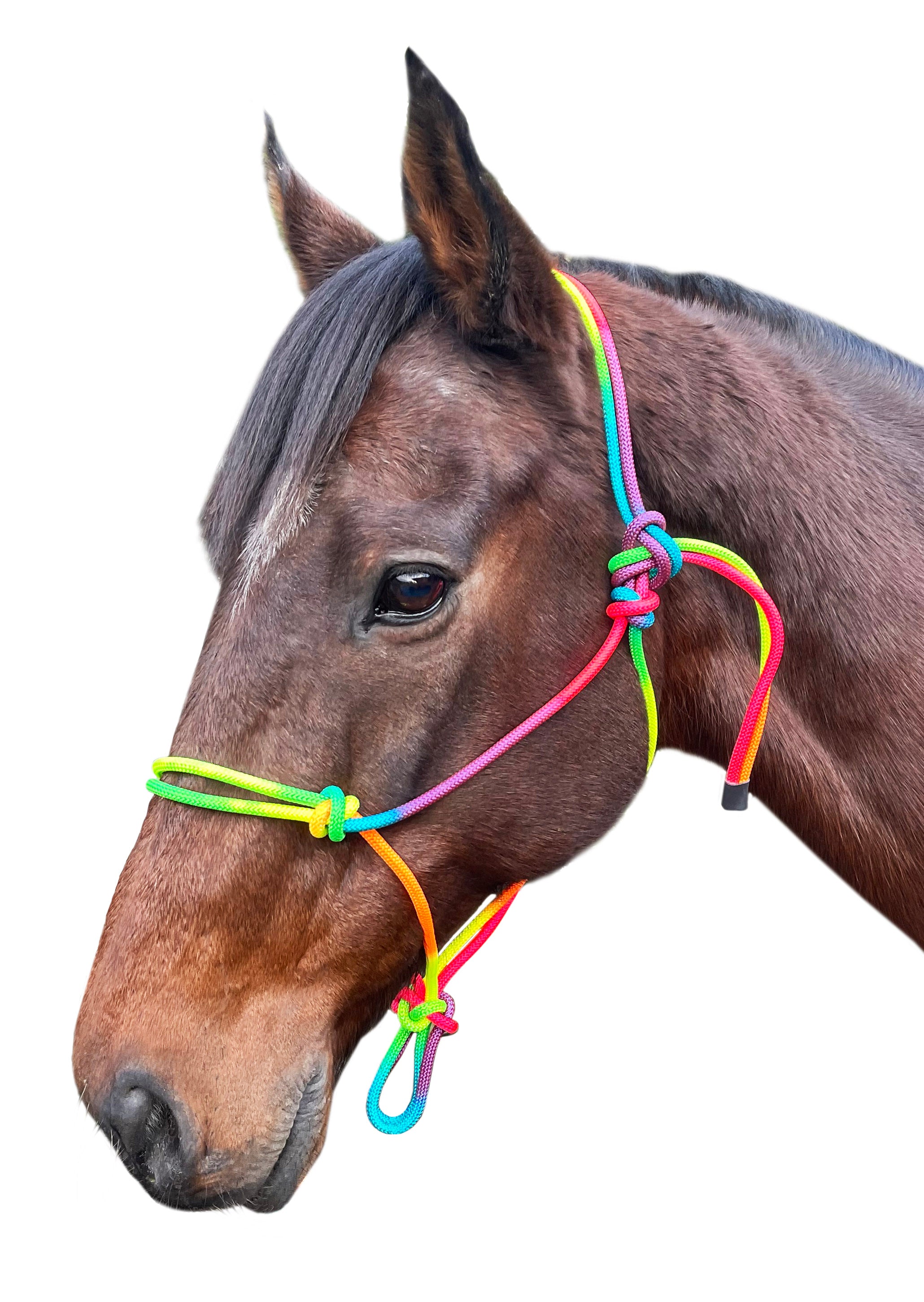 Enzo Rainbow Nylon Rope Halter One / Cob