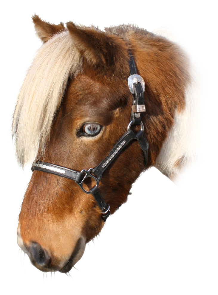Enzo Mini Western Show Halter (Blk)