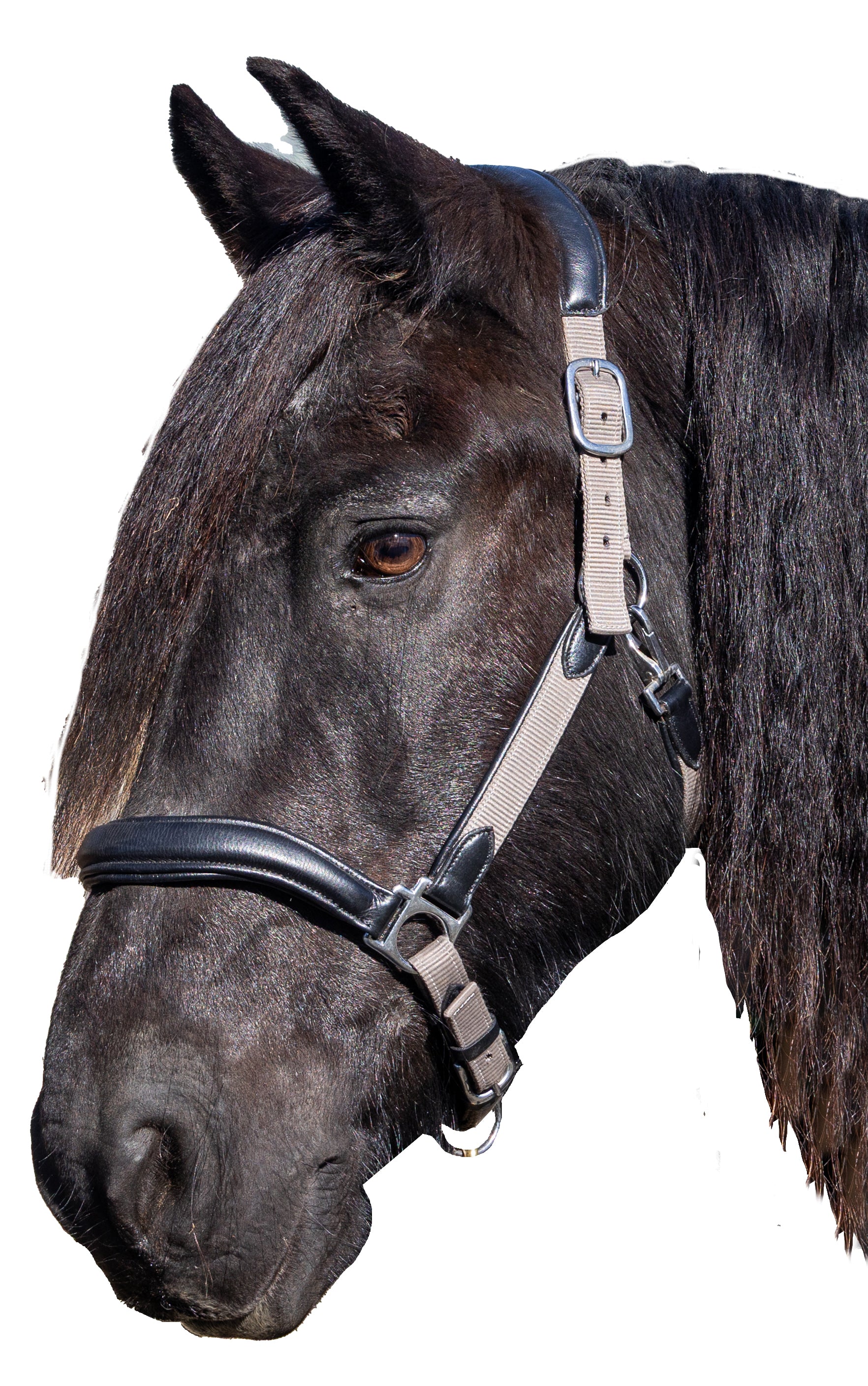 Titanflex Duo Halter Black/Grey / Cob