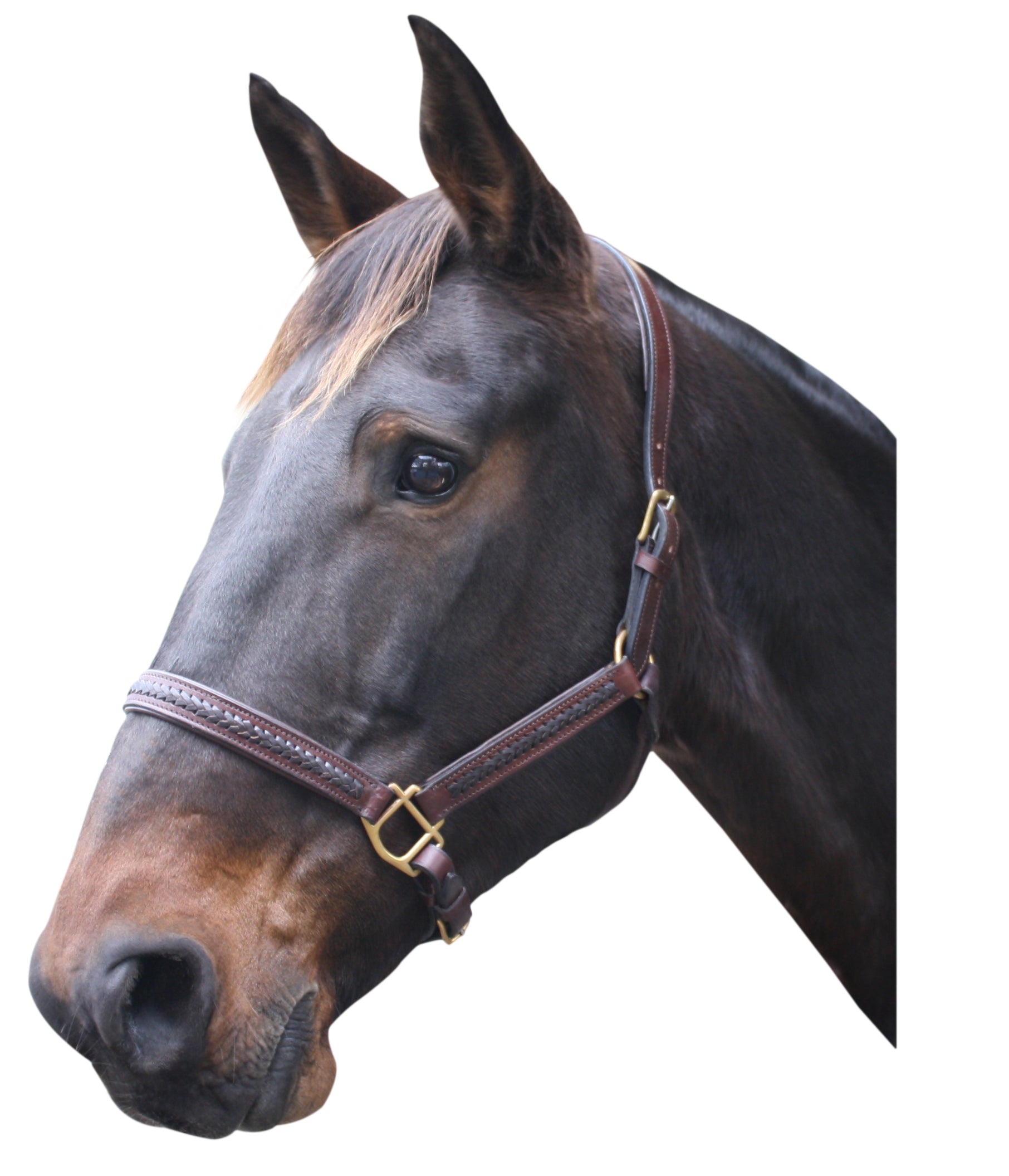 Origin Braided Leather Halter One / Cob