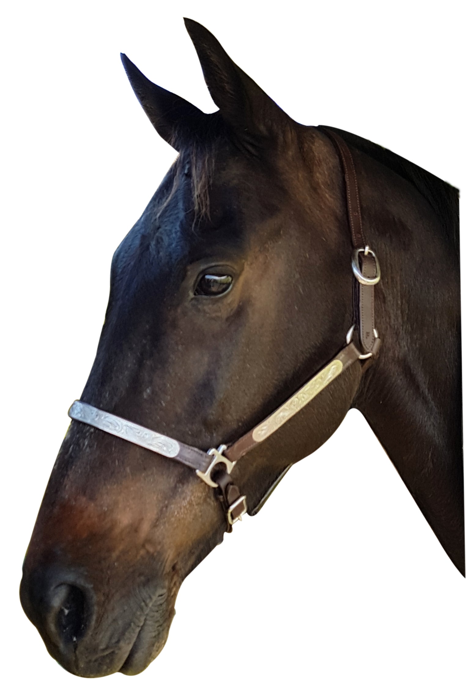 Origin Lthr Halter w/Silver Plate Silver / Full