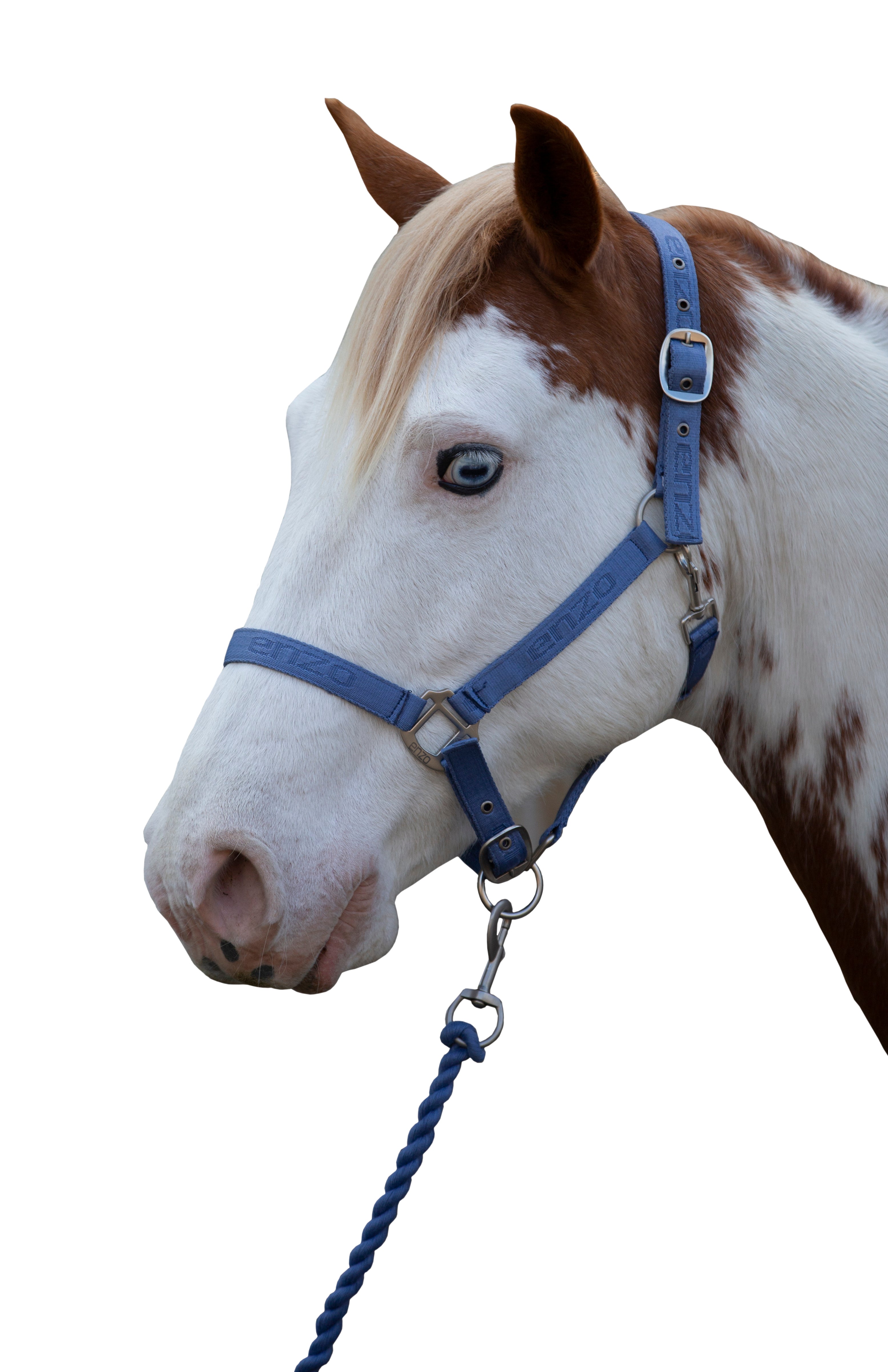 Enzo Pastel Halter Lead Set Blue / Cob