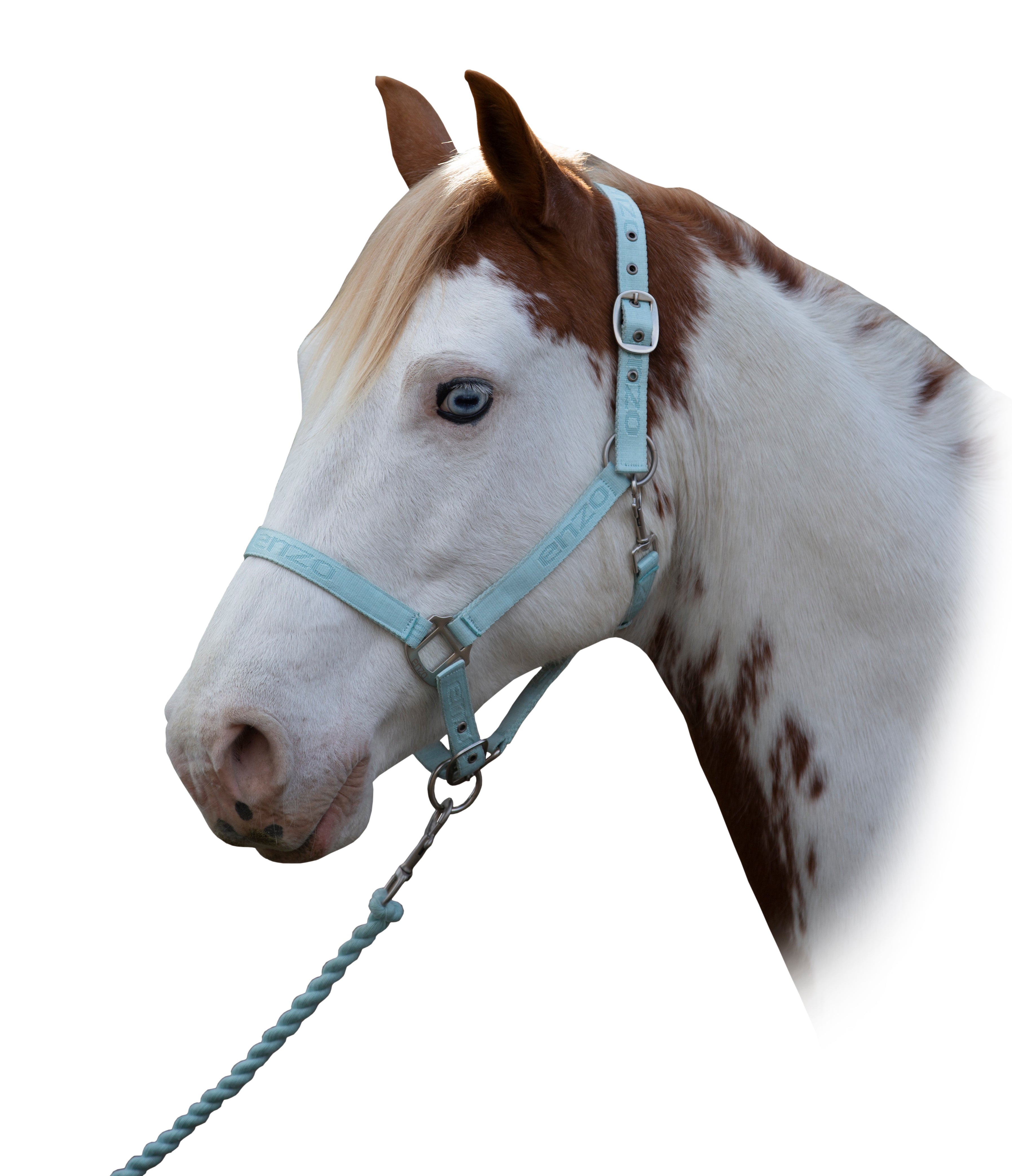 Enzo Pastel Halter Lead Set Blue / Cob